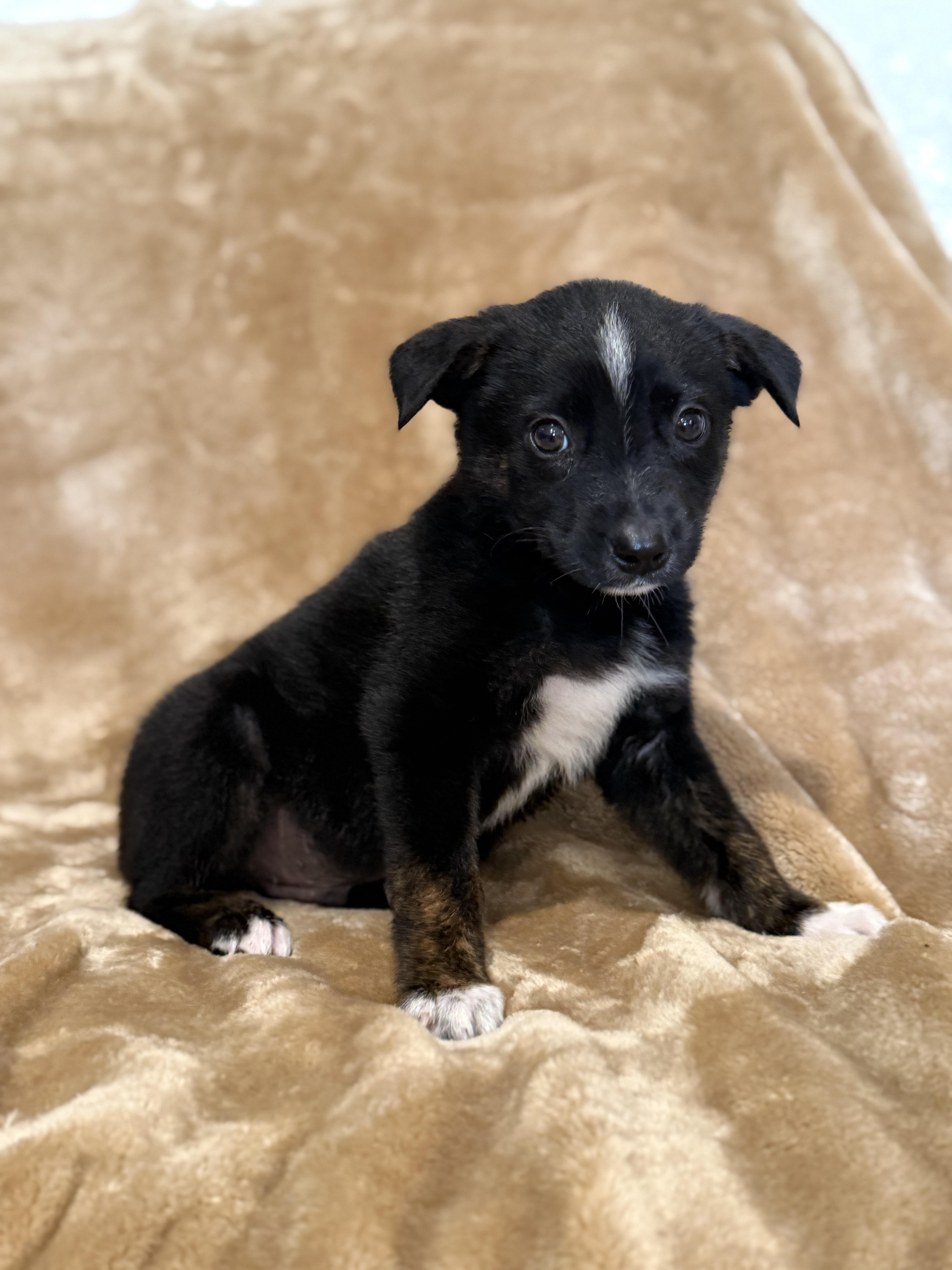Enlarge Pepper, a ADOPTABLE mixed breed in Hales corners, WI image 2/3
