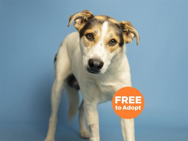 Enlarge PIXIE, a Adoptable mixed breed in Phoenix, AZ image 1/1