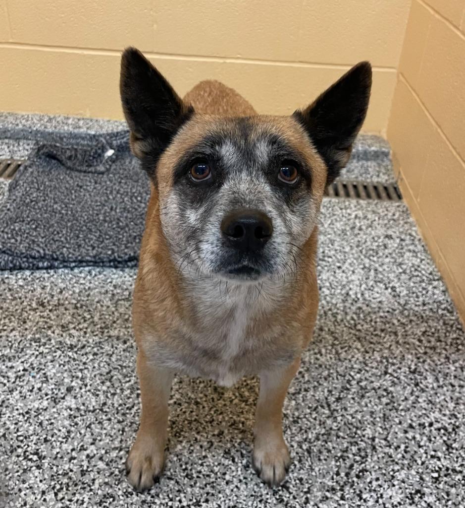 Leia, Adoptable, Young Female Shiba Inu.