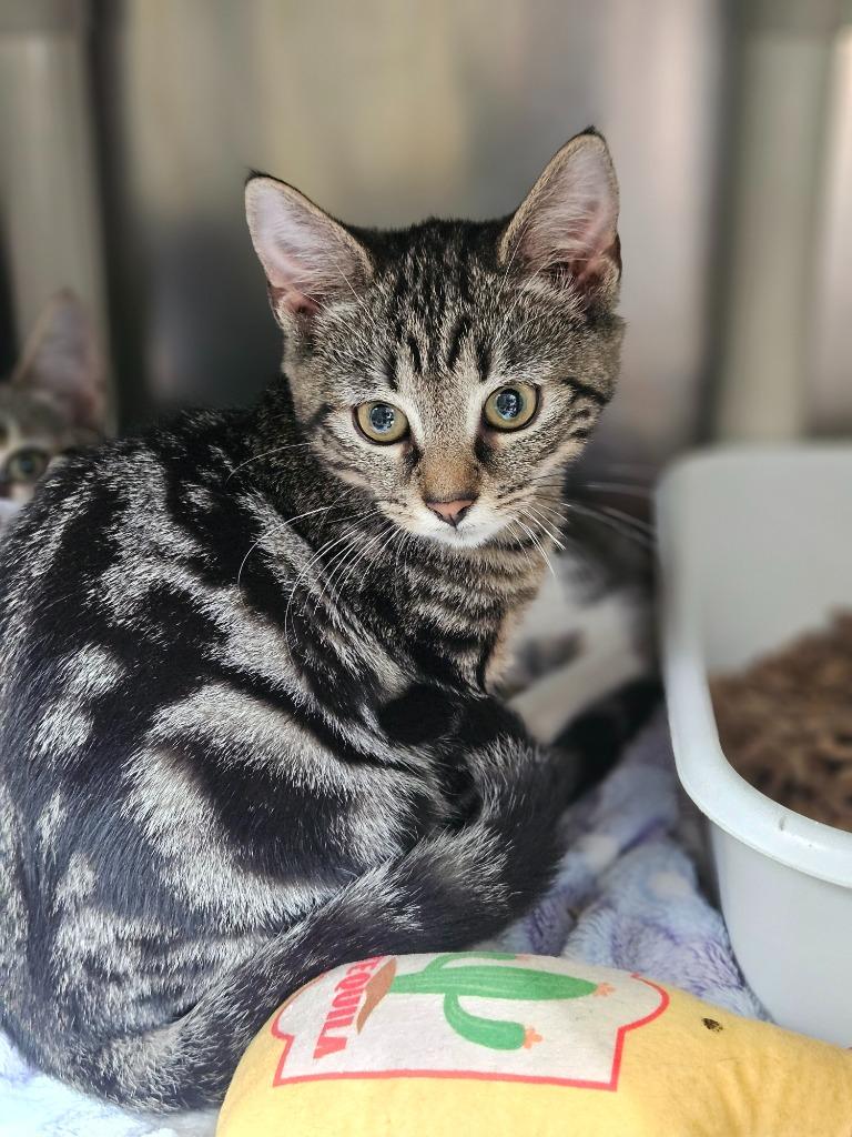 Earth, Adoptable, Kitten Female Domestic Short Hair.