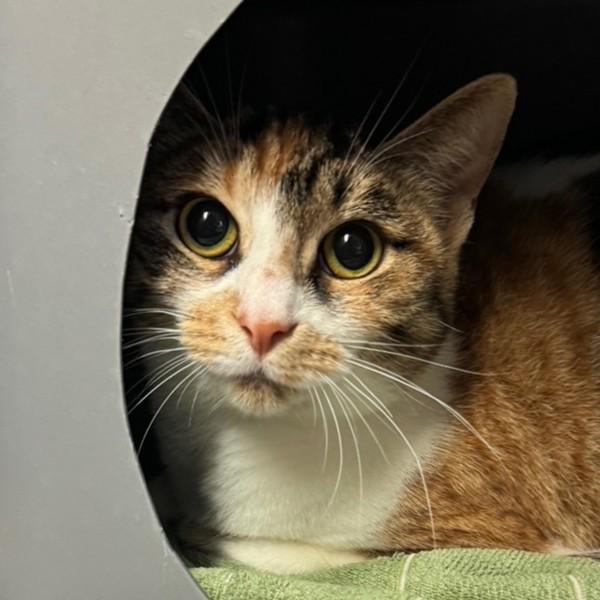 Callie, Adoptable, Young Female Domestic Short Hair.