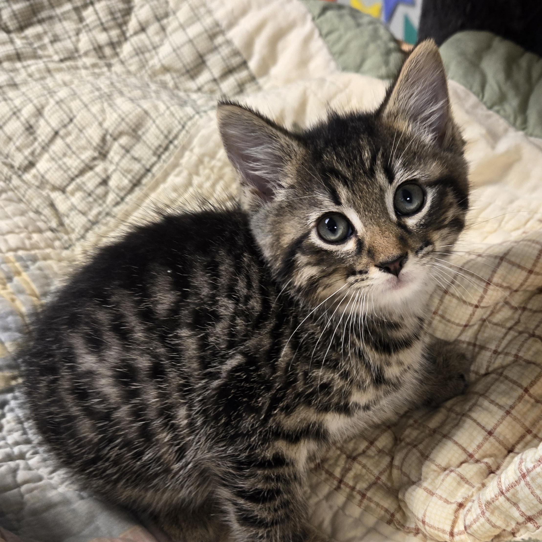 Sammie, an adopted Domestic Short Hair in Xenia , OH image 2/6
