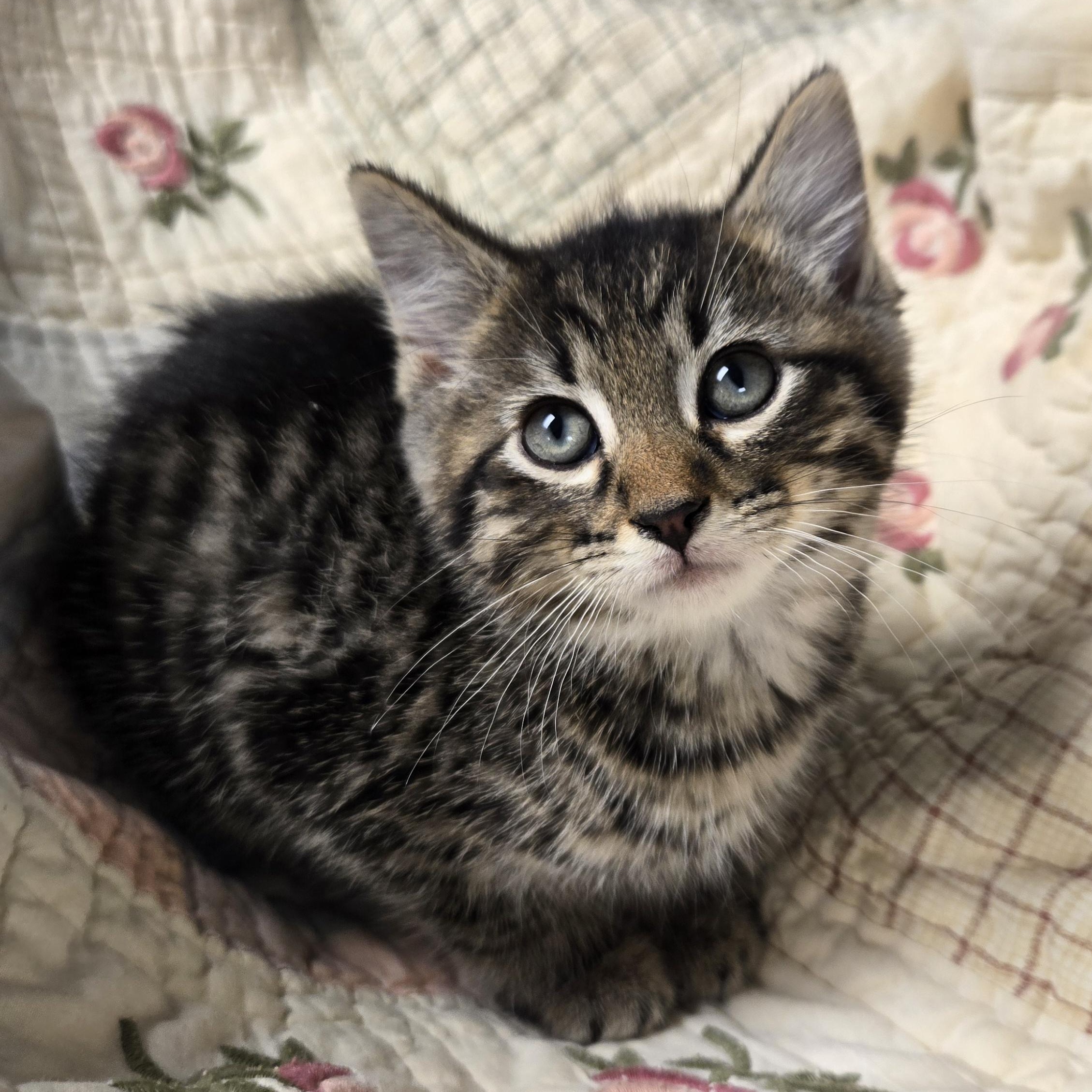 Sammie, an adopted Domestic Short Hair in Xenia , OH image 6/6