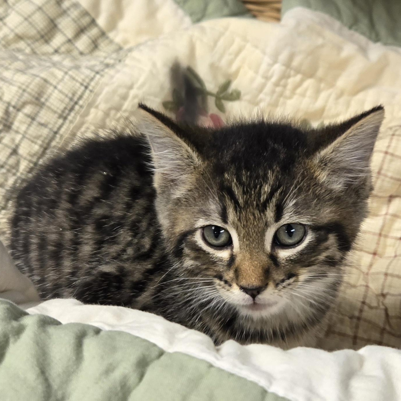 Sammie, an adopted Domestic Short Hair in Xenia , OH image 5/6