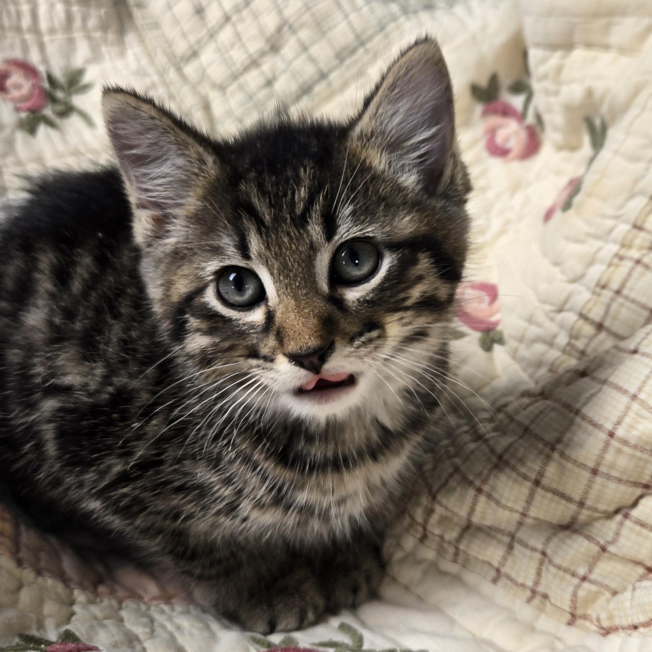 Sammie, an adopted Domestic Short Hair in Xenia , OH image 4/6