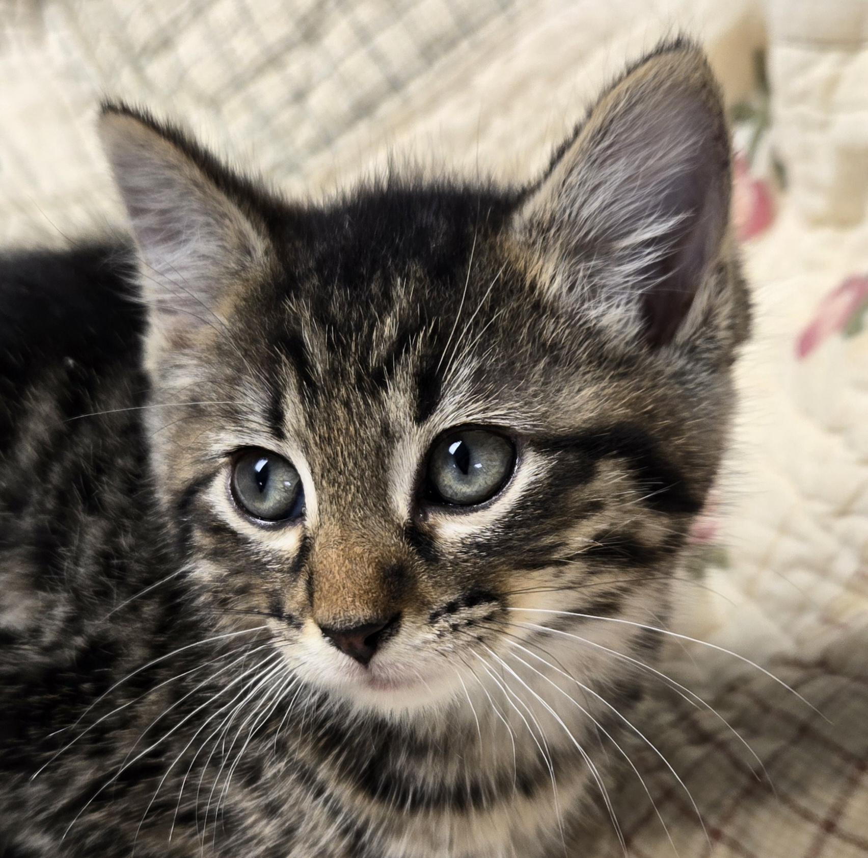 Sammie, adopted, Young Female Domestic Short Hair.