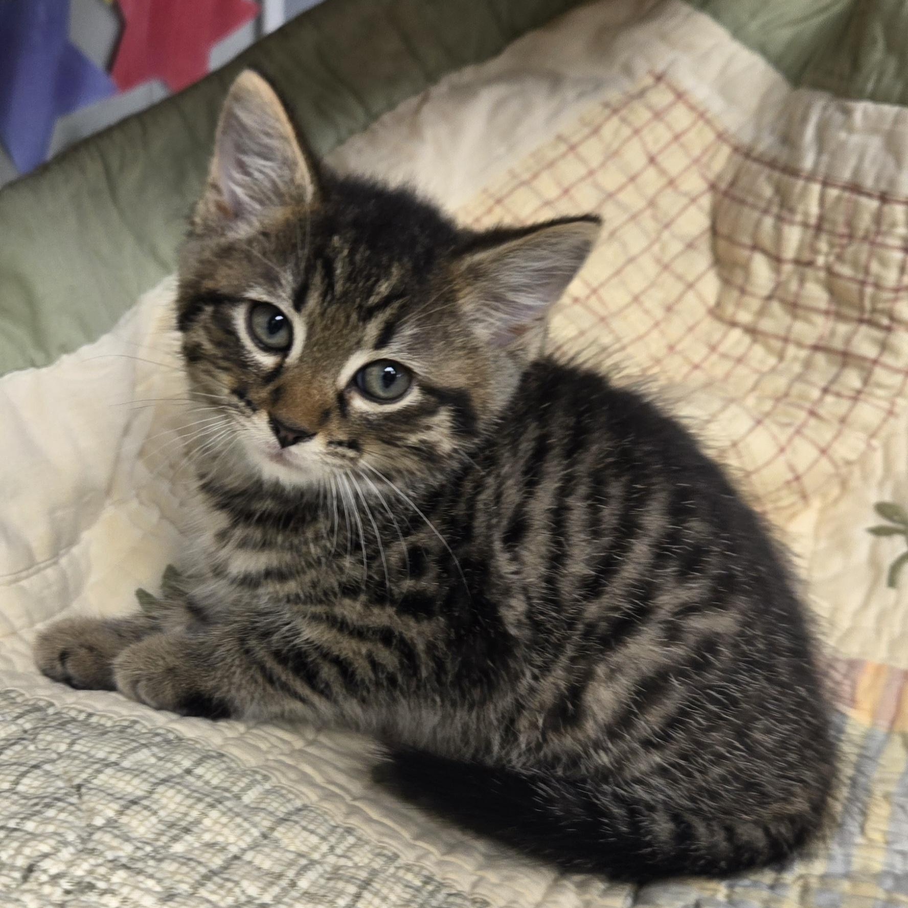 Sammie, an adopted Domestic Short Hair in Xenia , OH image 3/6