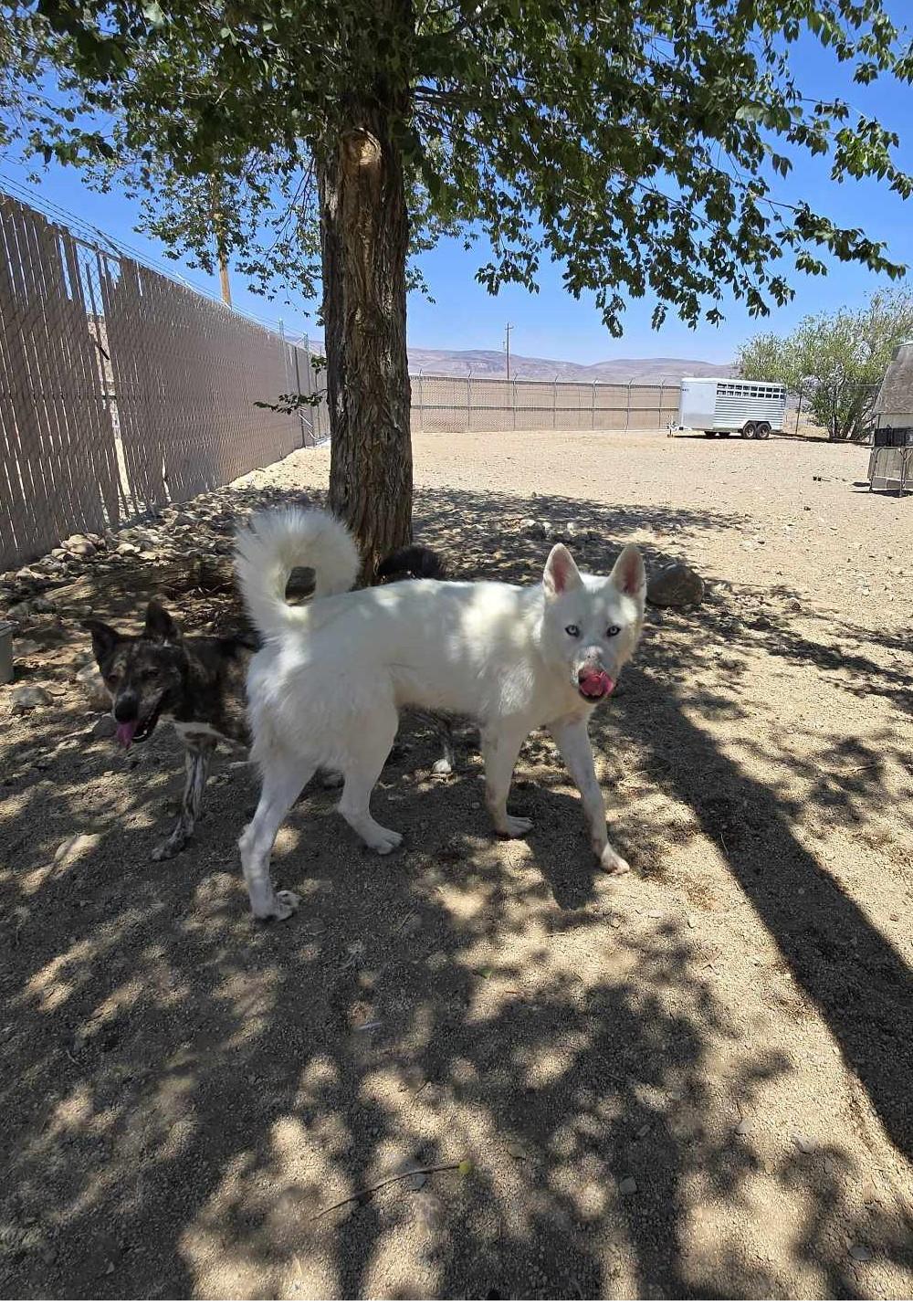 Enlarge Ghost, a Adoptable mixed breed in Silver Springs, NV image 1/2
