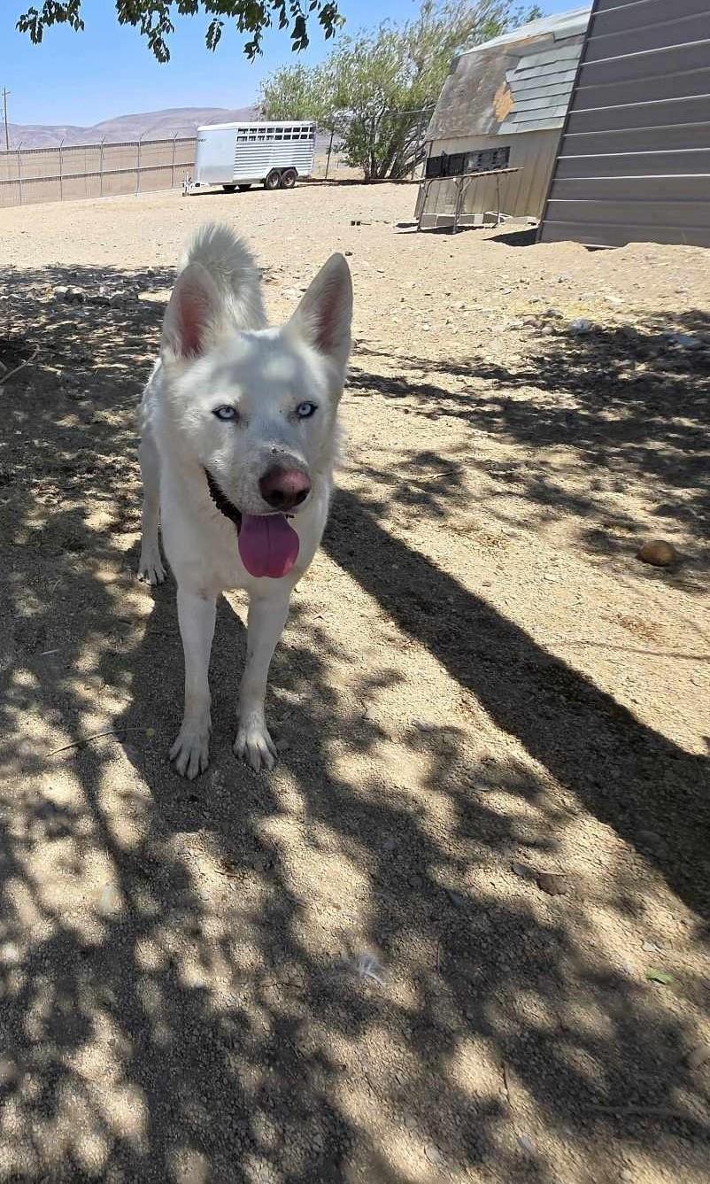 Enlarge Ghost, a Adoptable mixed breed in Silver Springs, NV image 2/2