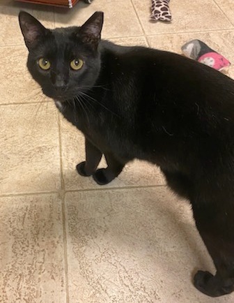 Onyx, a Adoptable Domestic Short Hair in Lakewood, OH image 4/4