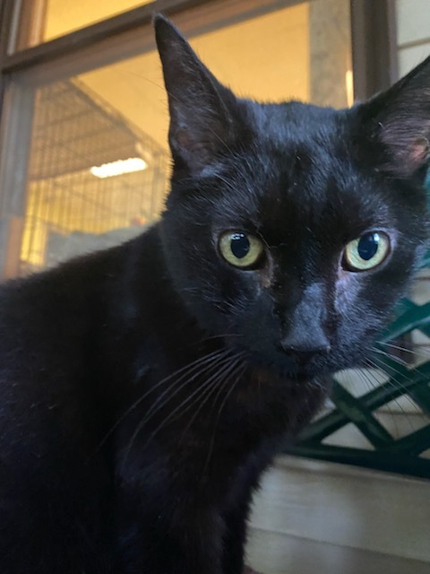 Onyx, a Adoptable Domestic Short Hair in Lakewood, OH image 1/4