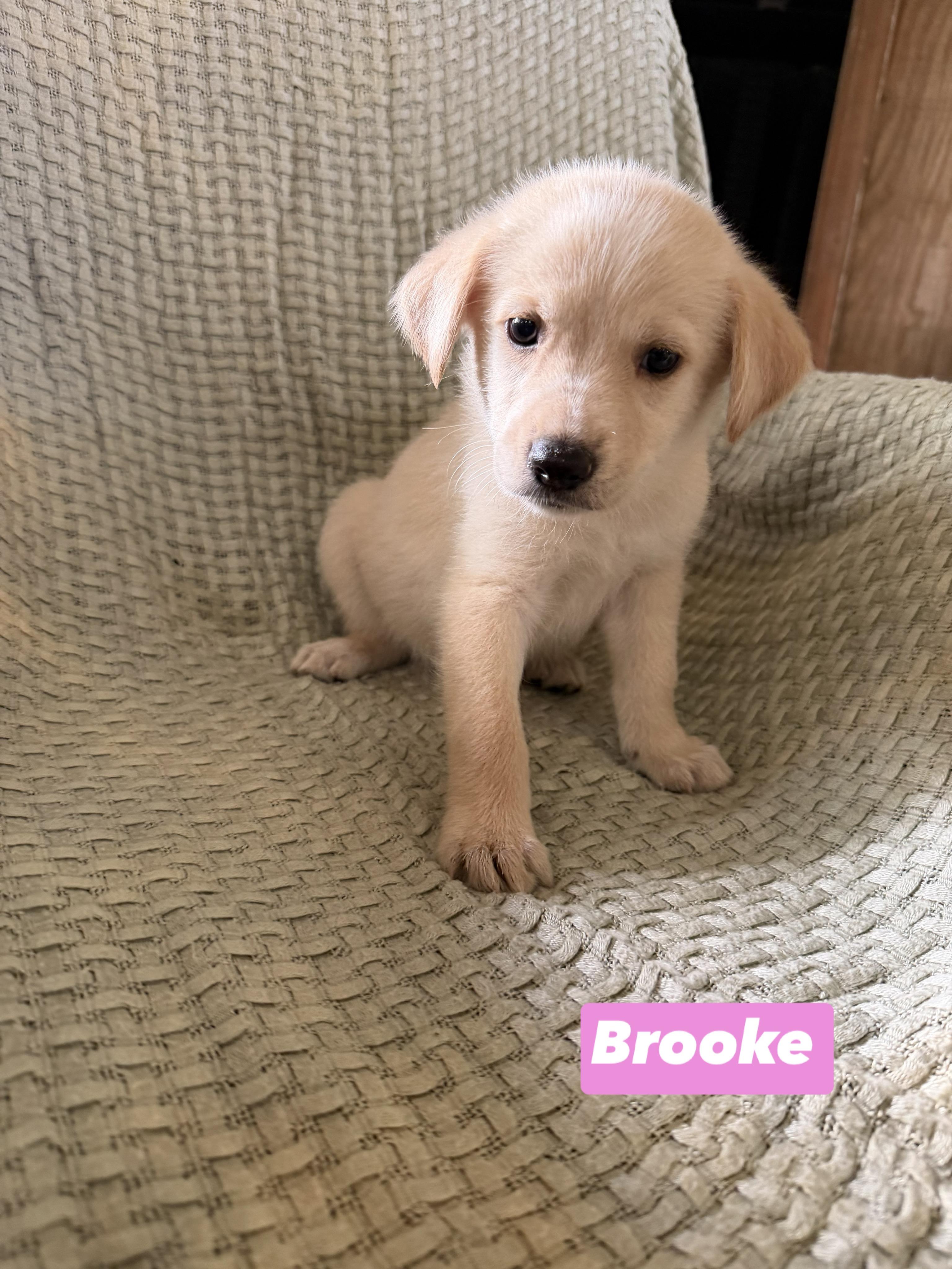 B litter Brooke, adopted, Puppy Female Golden Retriever & Labrador Retriever.