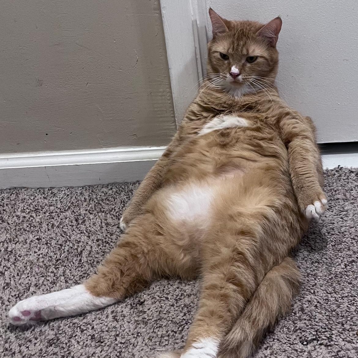 Gus, Adopted, Young Male Domestic Short Hair.