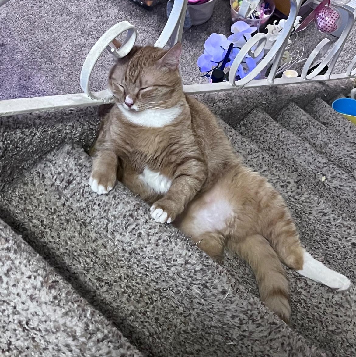 Enlarge Gus, a Adopted Domestic Short Hair in Philadelphia, PA image 5/6