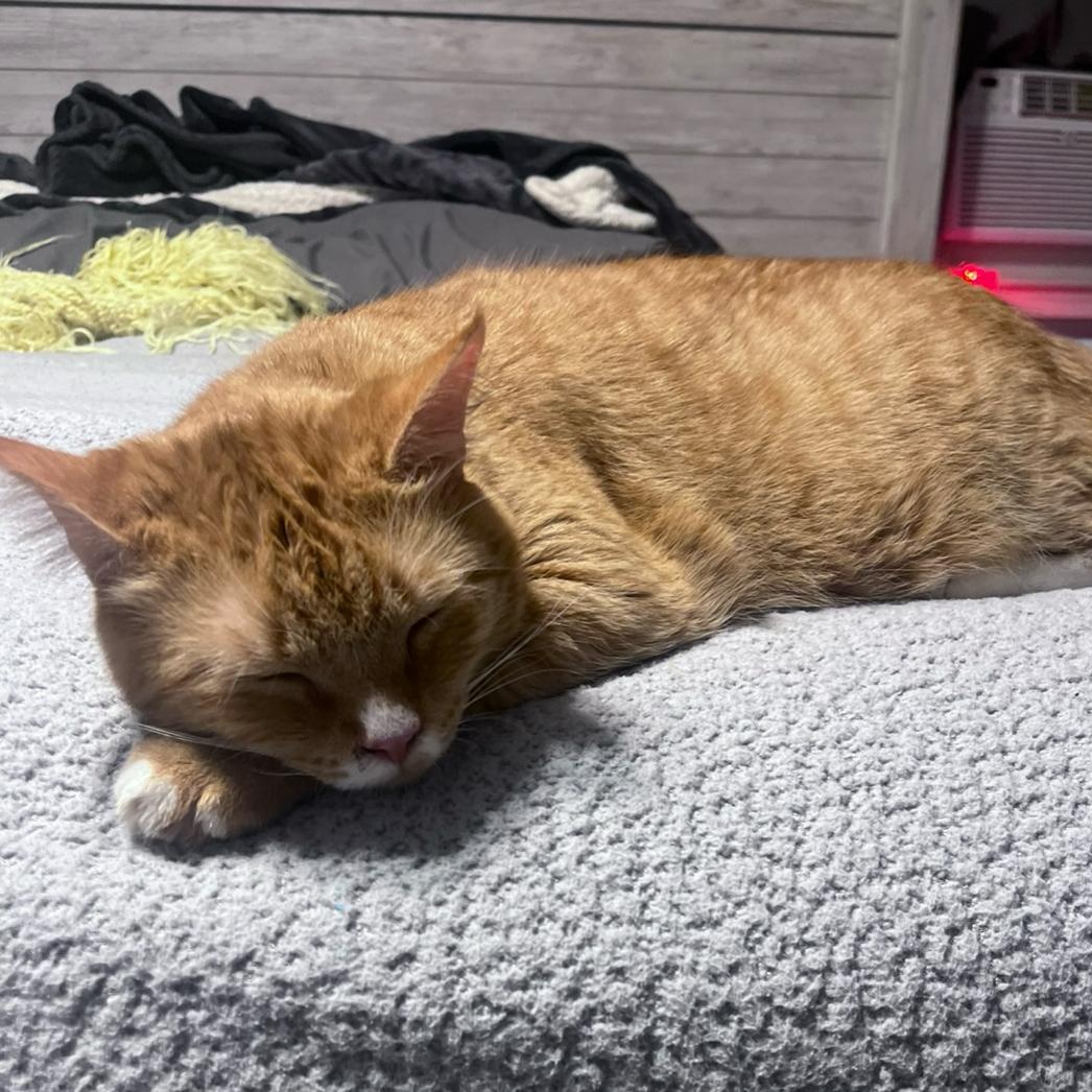 Enlarge Gus, a Adopted Domestic Short Hair in Philadelphia, PA image 6/6