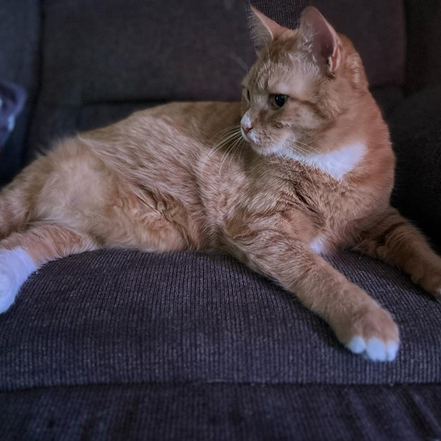 Enlarge Gus, a Adopted Domestic Short Hair in Philadelphia, PA image 4/6