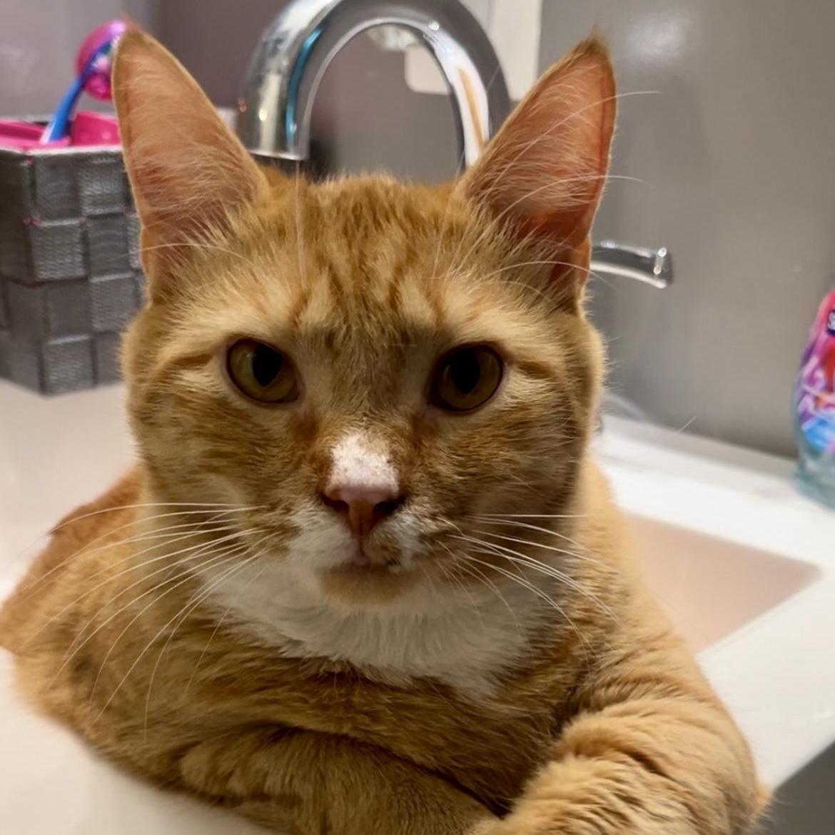 Enlarge Gus, a Adopted Domestic Short Hair in Philadelphia, PA image 3/6