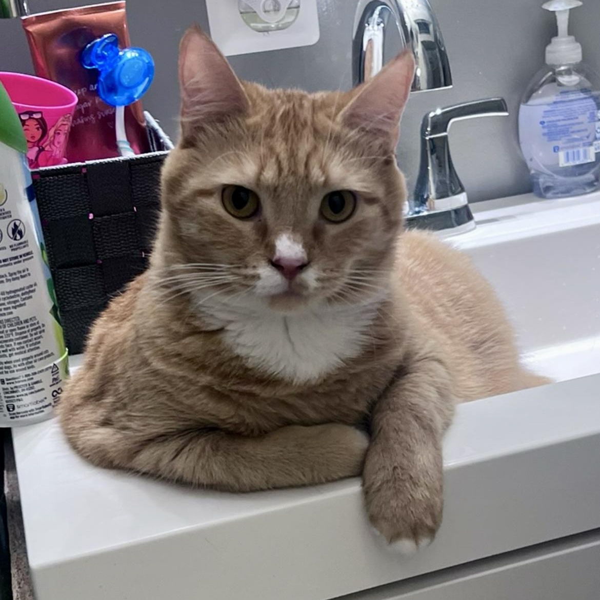 Enlarge Gus, a Adopted Domestic Short Hair in Philadelphia, PA image 2/6