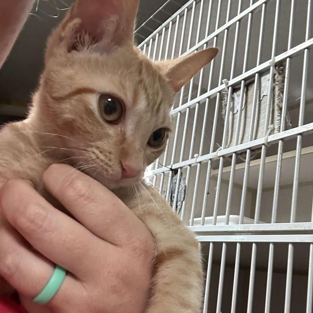 Arthur, Young Male Domestic Short Hair
