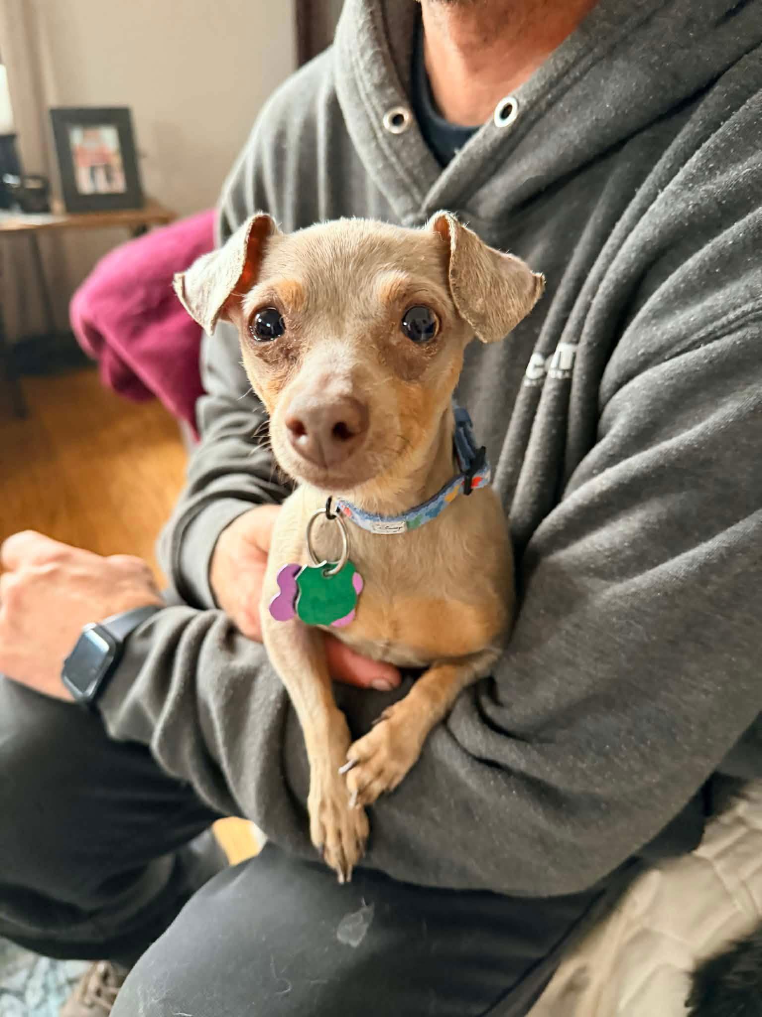 Enlarge Pancho, a Adopted Chihuahua in New London, WI image 1/3