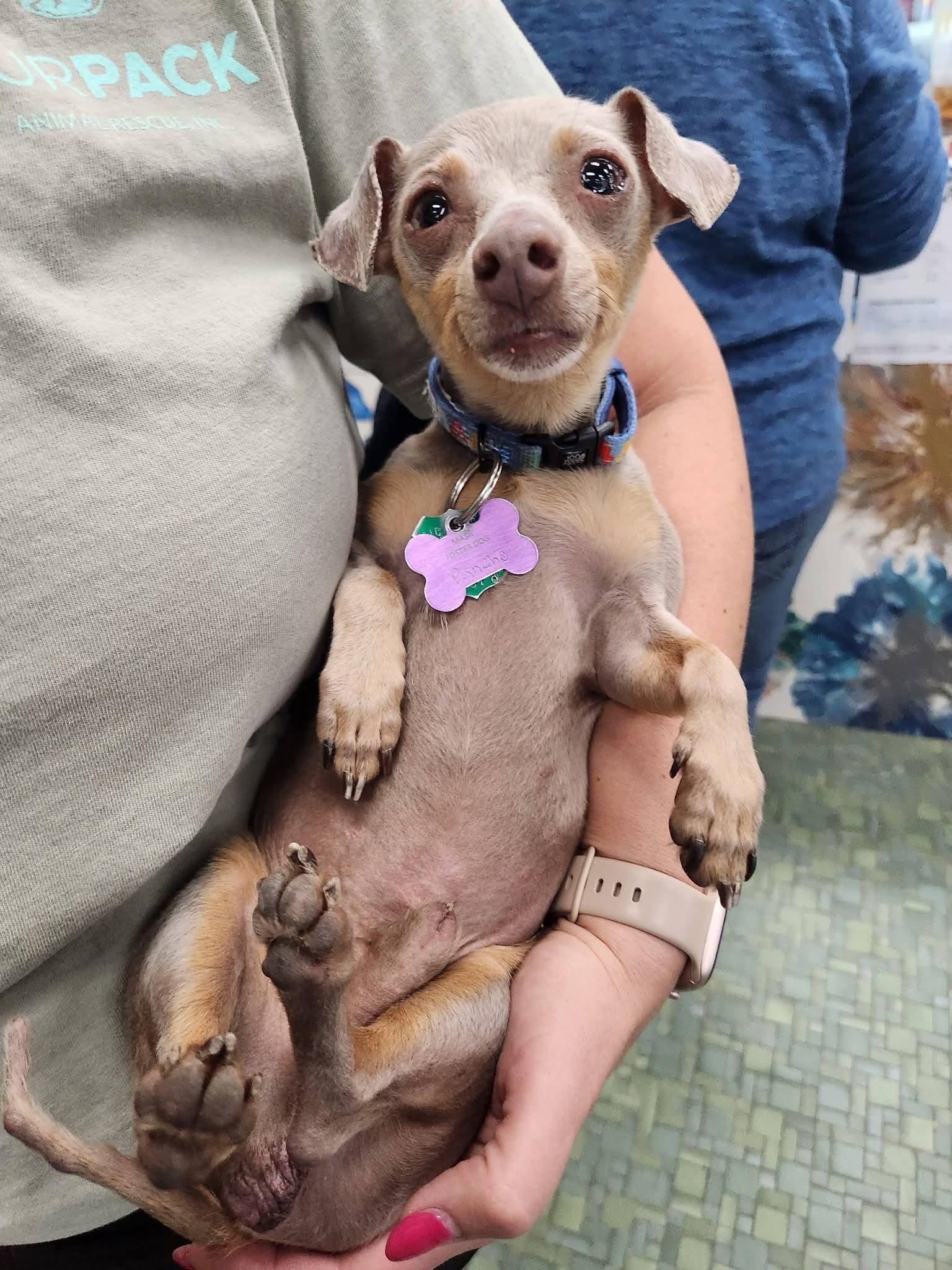 Enlarge Pancho, a Adopted Chihuahua in New London, WI image 2/3