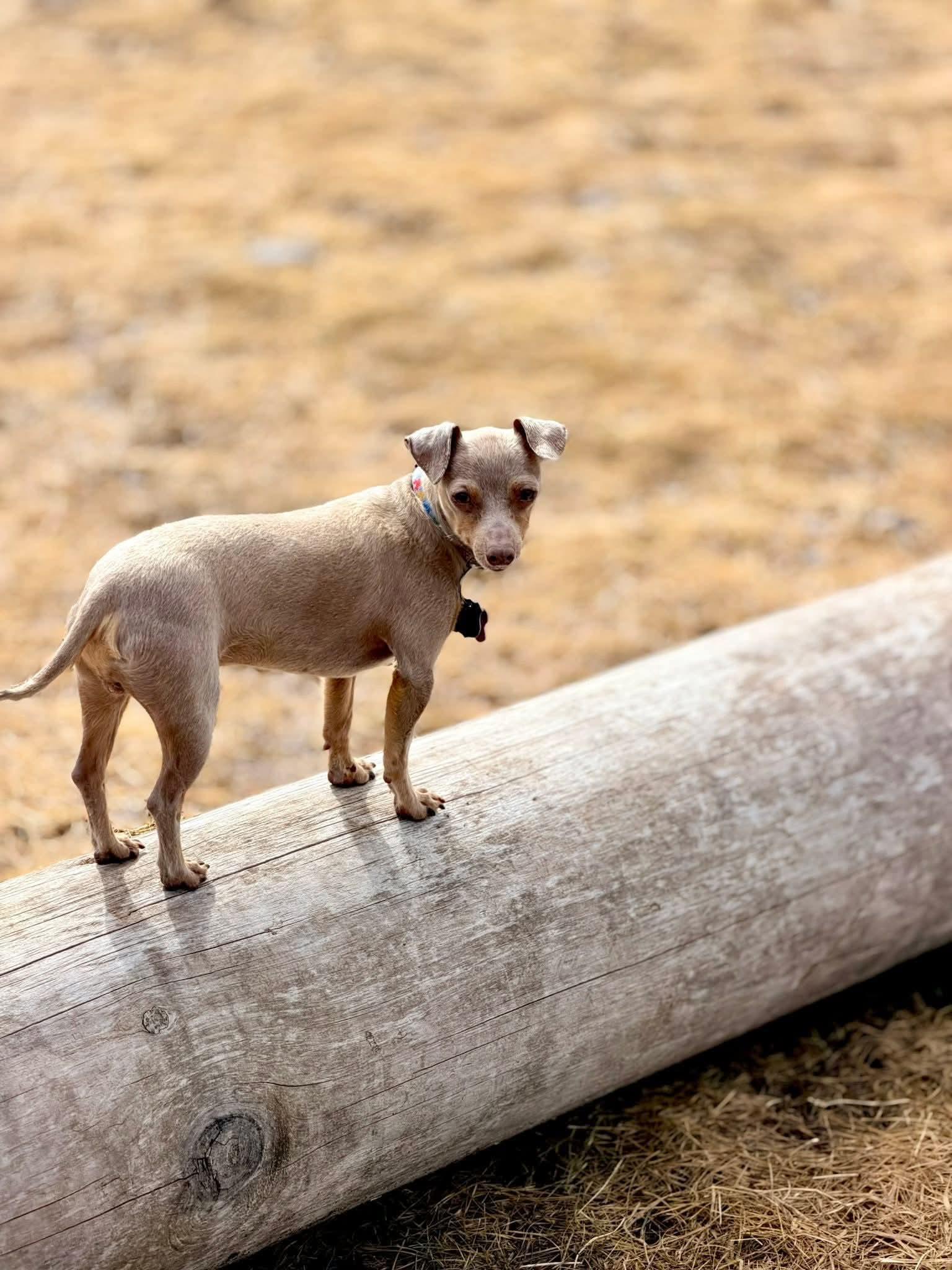 Enlarge Pancho, a Adopted Chihuahua in New London, WI image 3/3