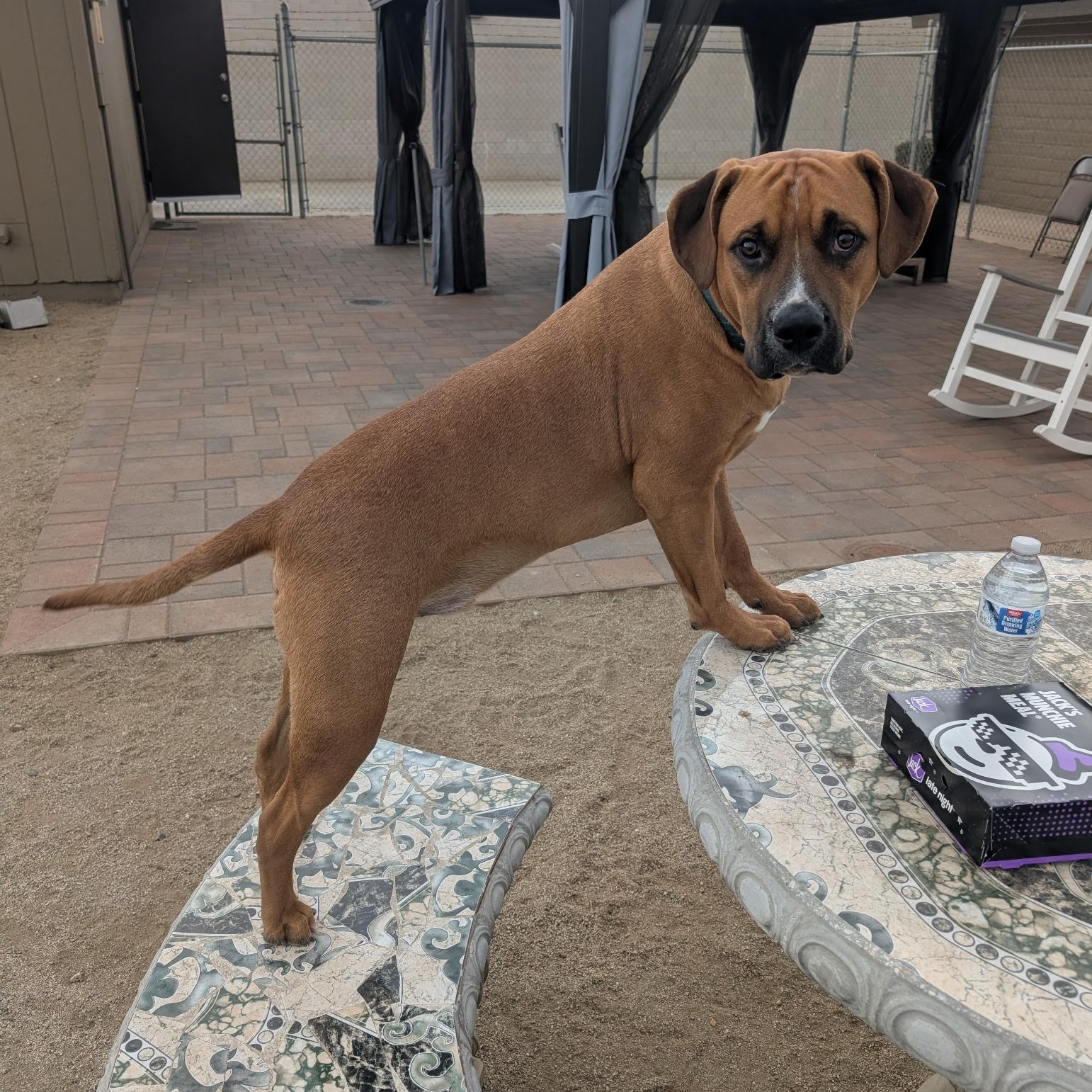 Enlarge Paxton, a Adoptable mixed breed in Riverside, CA image 4/6