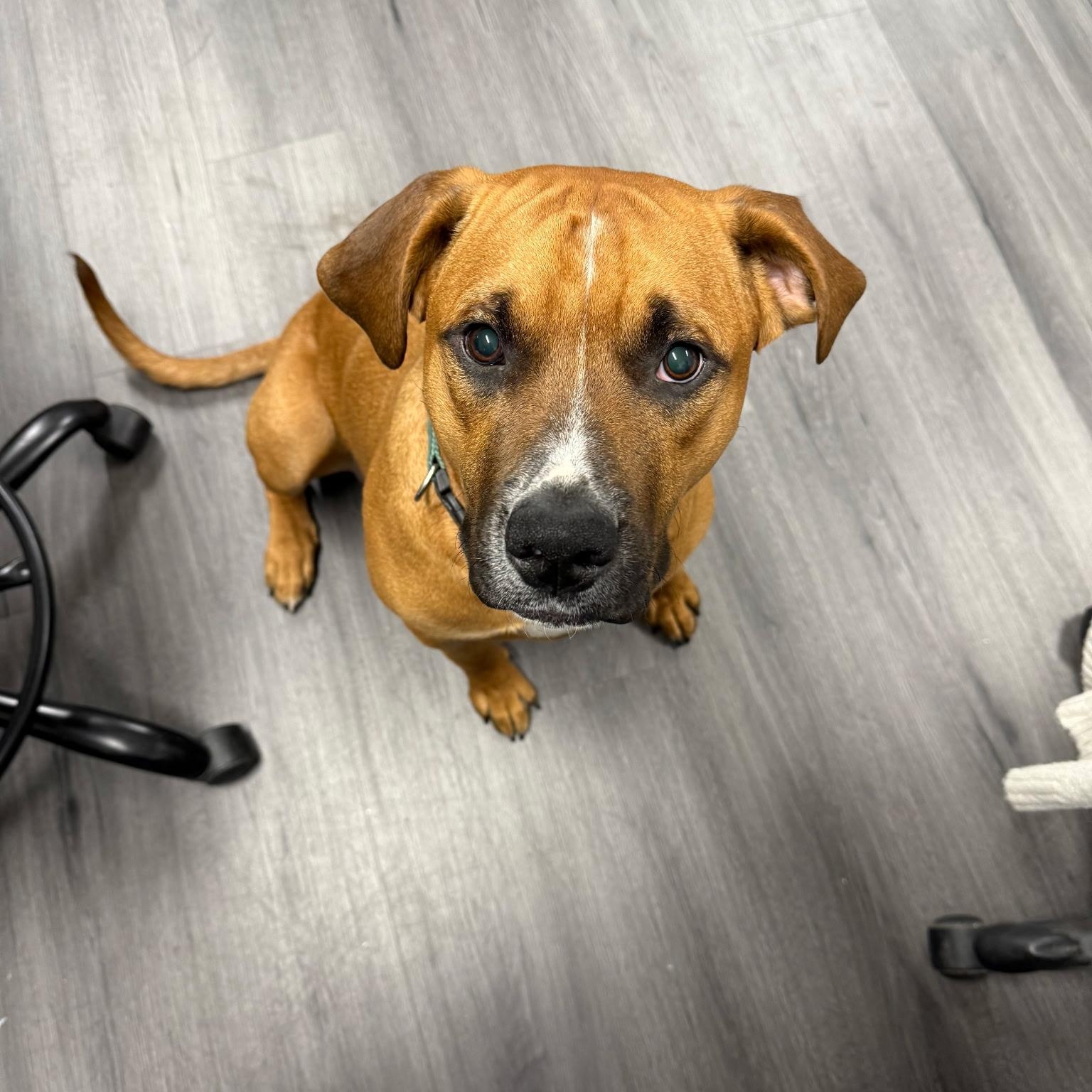 Enlarge Paxton, a Adoptable mixed breed in Riverside, CA image 2/6