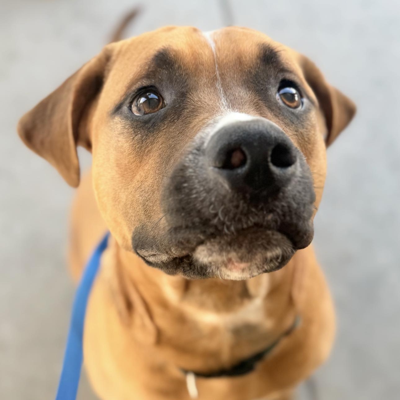 Paxton, Adoptable, Young Male Boxer.