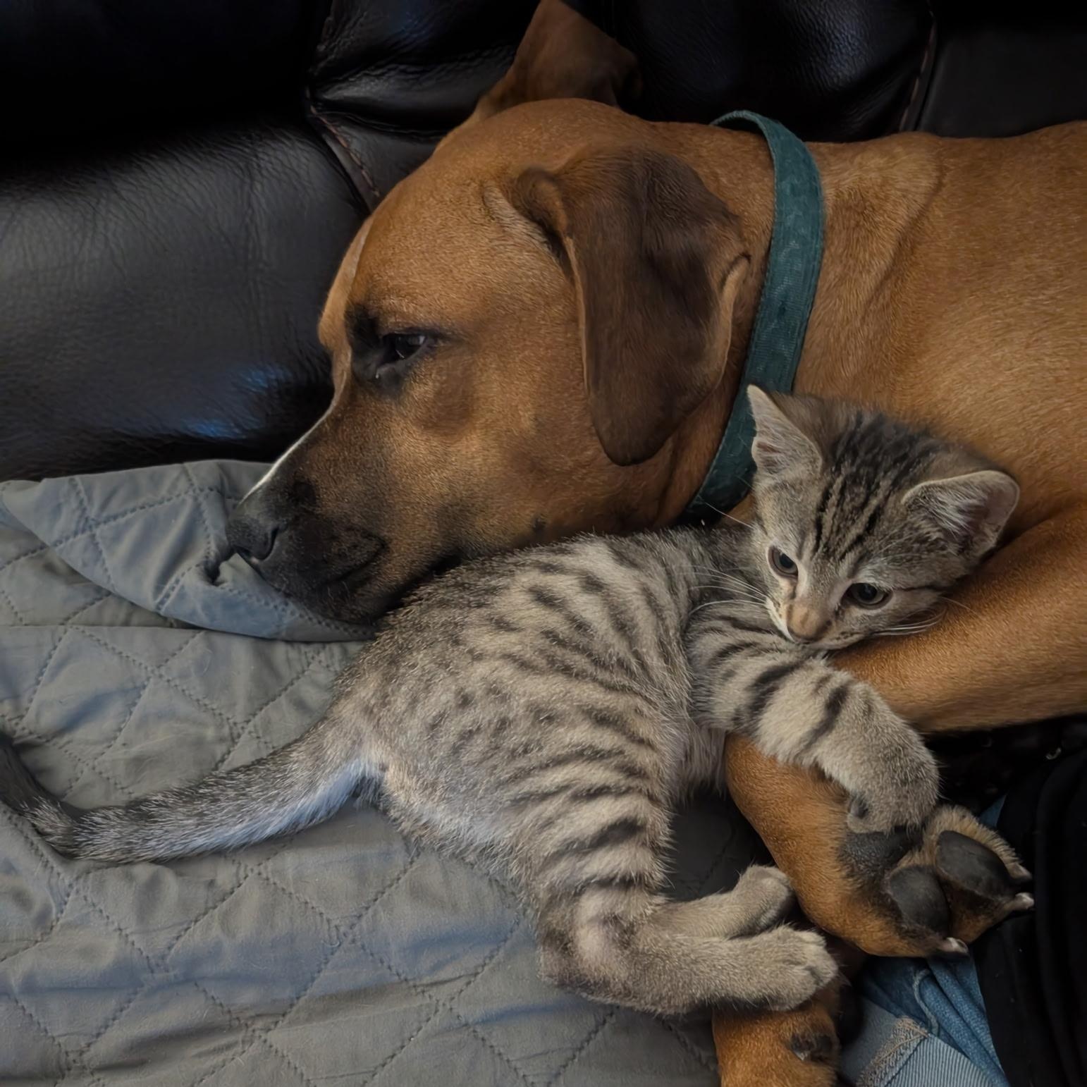 Enlarge Paxton, a Adoptable mixed breed in Riverside, CA image 5/6