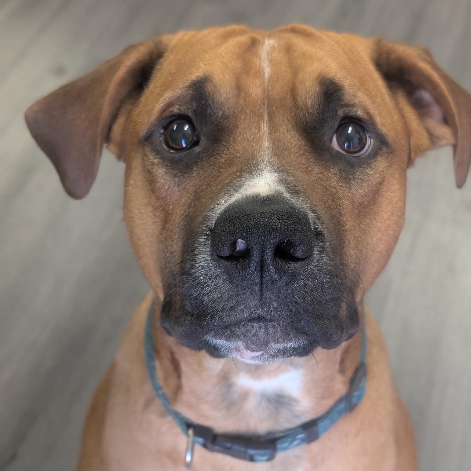 Enlarge Paxton, a Adoptable mixed breed in Riverside, CA image 3/6