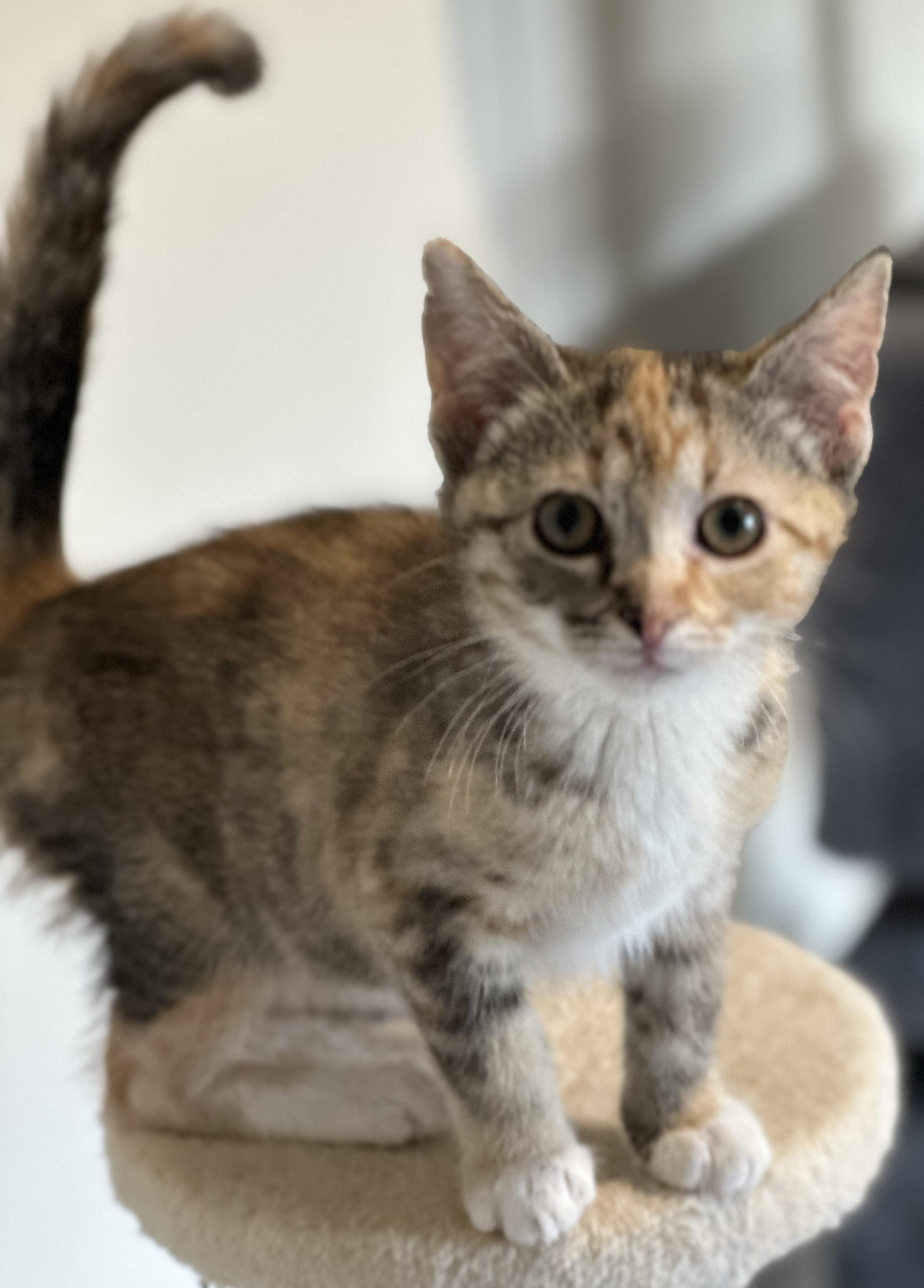Cinnamon, ADOPTABLE, Young Female Dilute Calico.