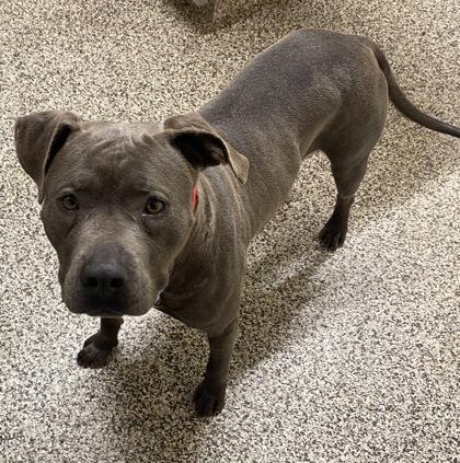 Enlarge Juniper, a Adoptable mixed breed in Westland, MI image 2/3