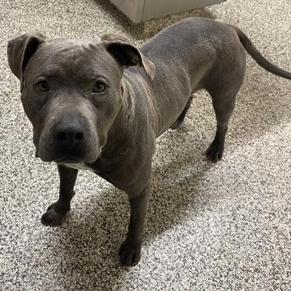 Enlarge Juniper, a Adoptable mixed breed in Westland, MI image 3/3