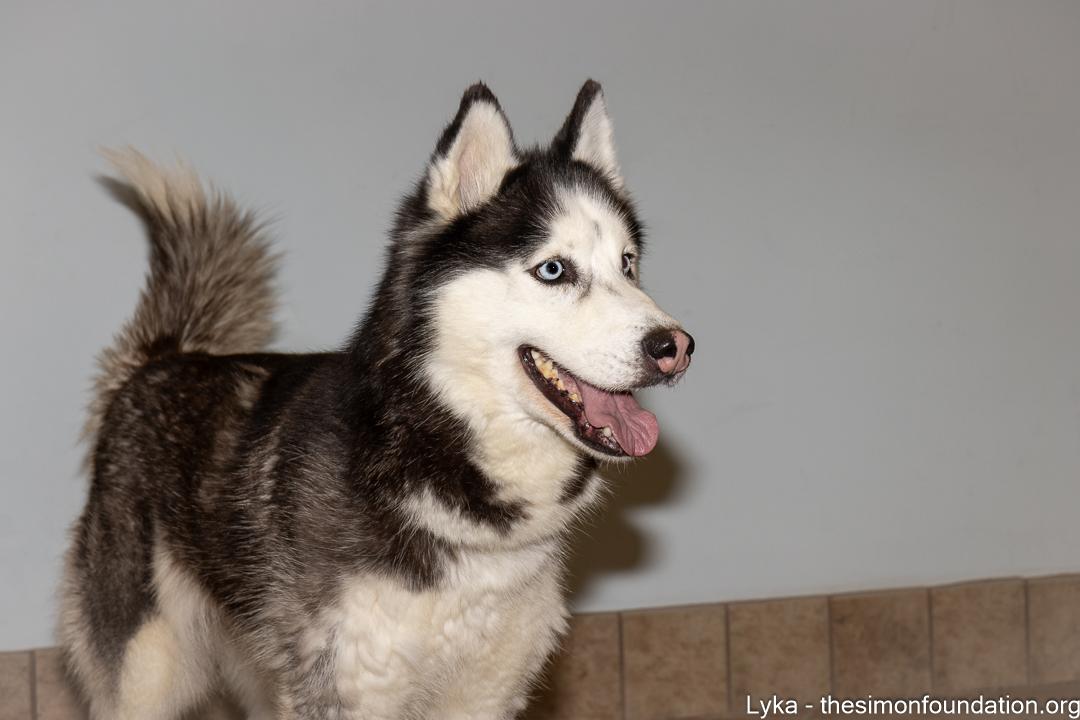 Enlarge Lyka, a ADOPTABLE Siberian Husky in Bloomfield, CT image 1/5
