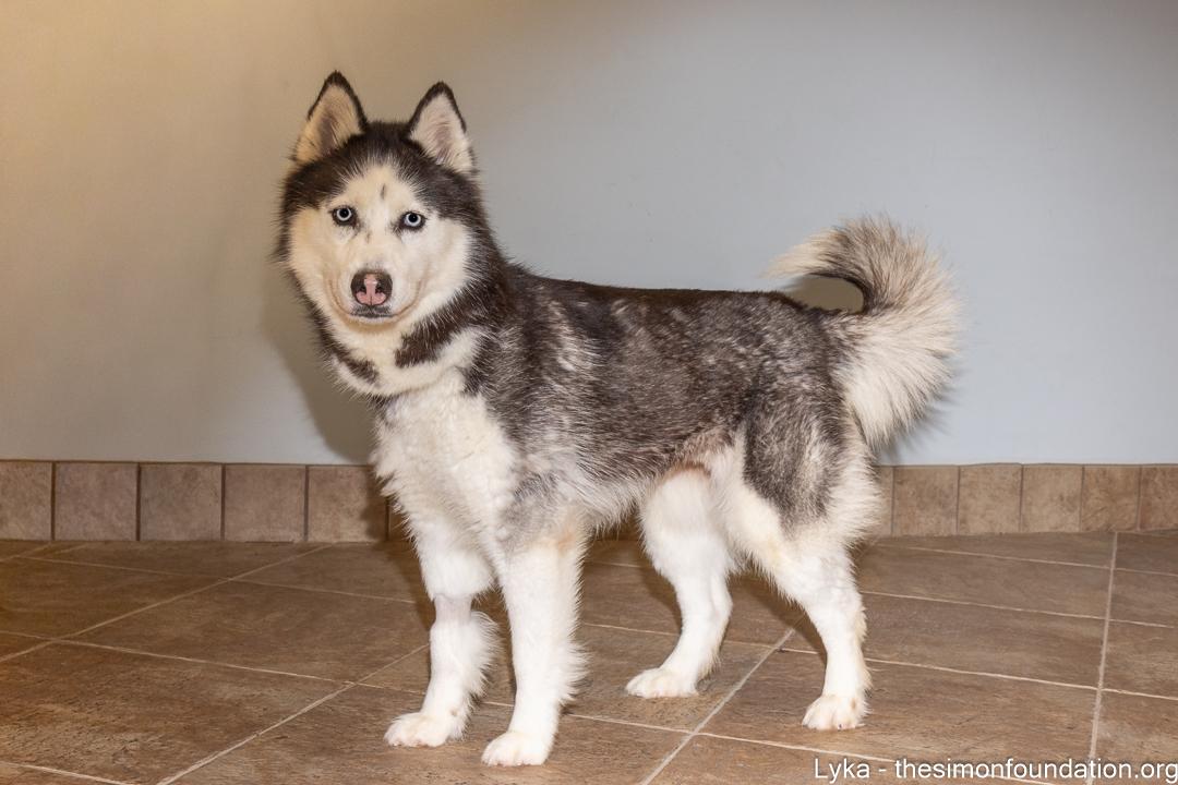 Enlarge Lyka, a ADOPTABLE Siberian Husky in Bloomfield, CT image 4/5