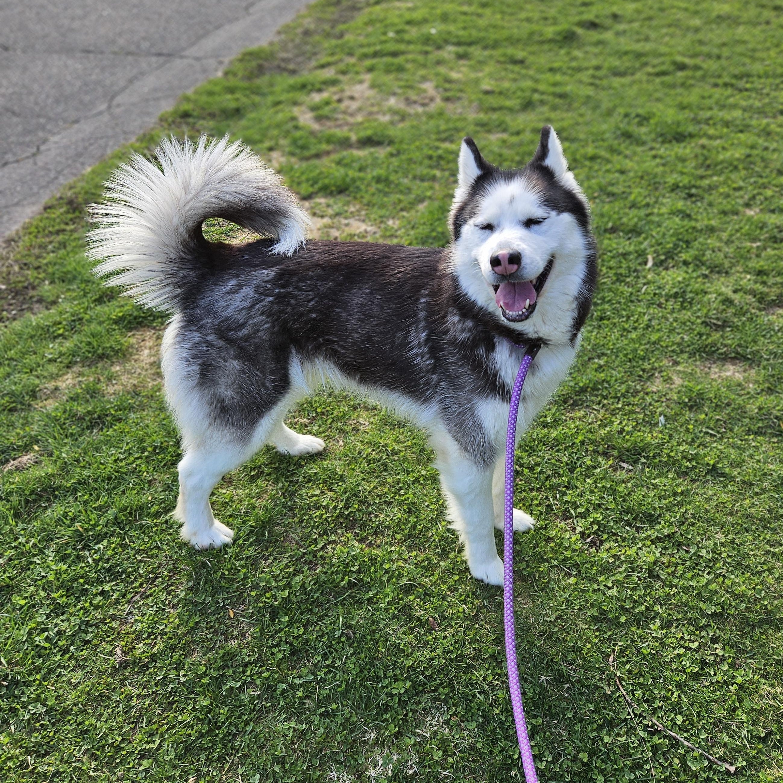 Enlarge Lyka, a ADOPTABLE Siberian Husky in Bloomfield, CT image 1/1