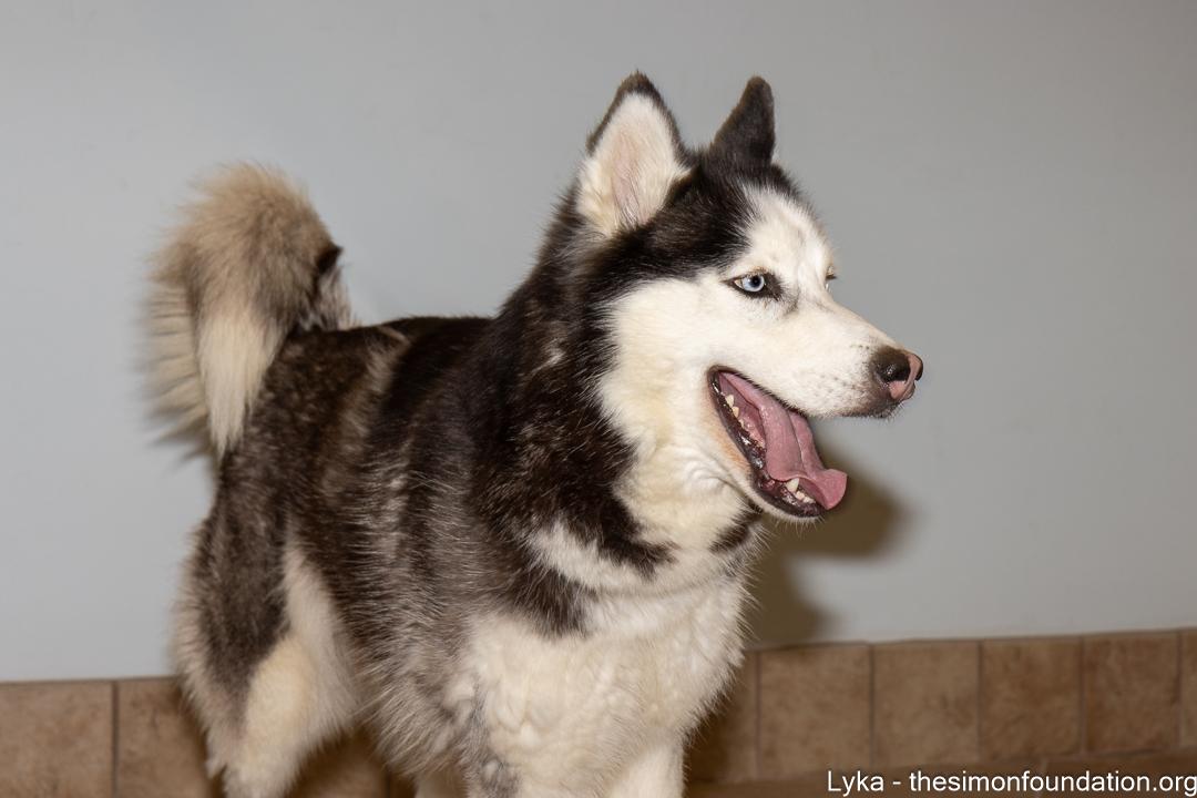 Enlarge Lyka, a ADOPTABLE Siberian Husky in Bloomfield, CT image 3/5