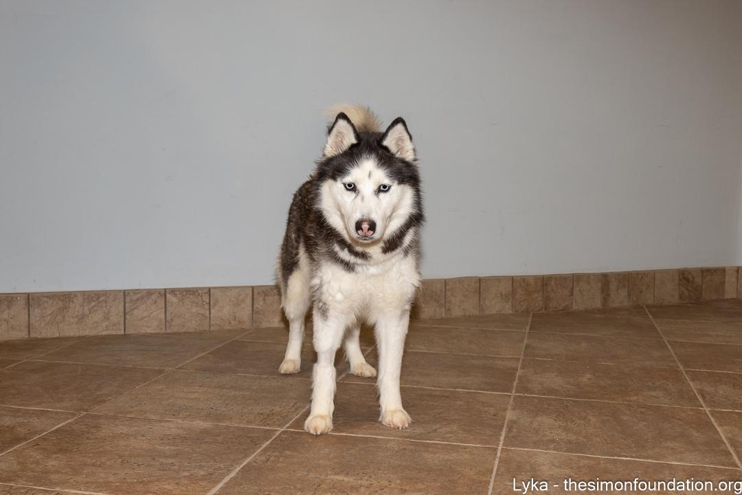 Enlarge Lyka, a ADOPTABLE Siberian Husky in Bloomfield, CT image 5/5