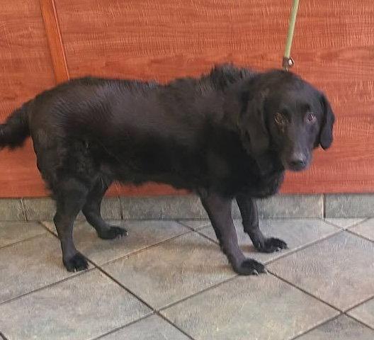 Ozzy, Adoptable, Adult Male Flat-Coated Retriever.