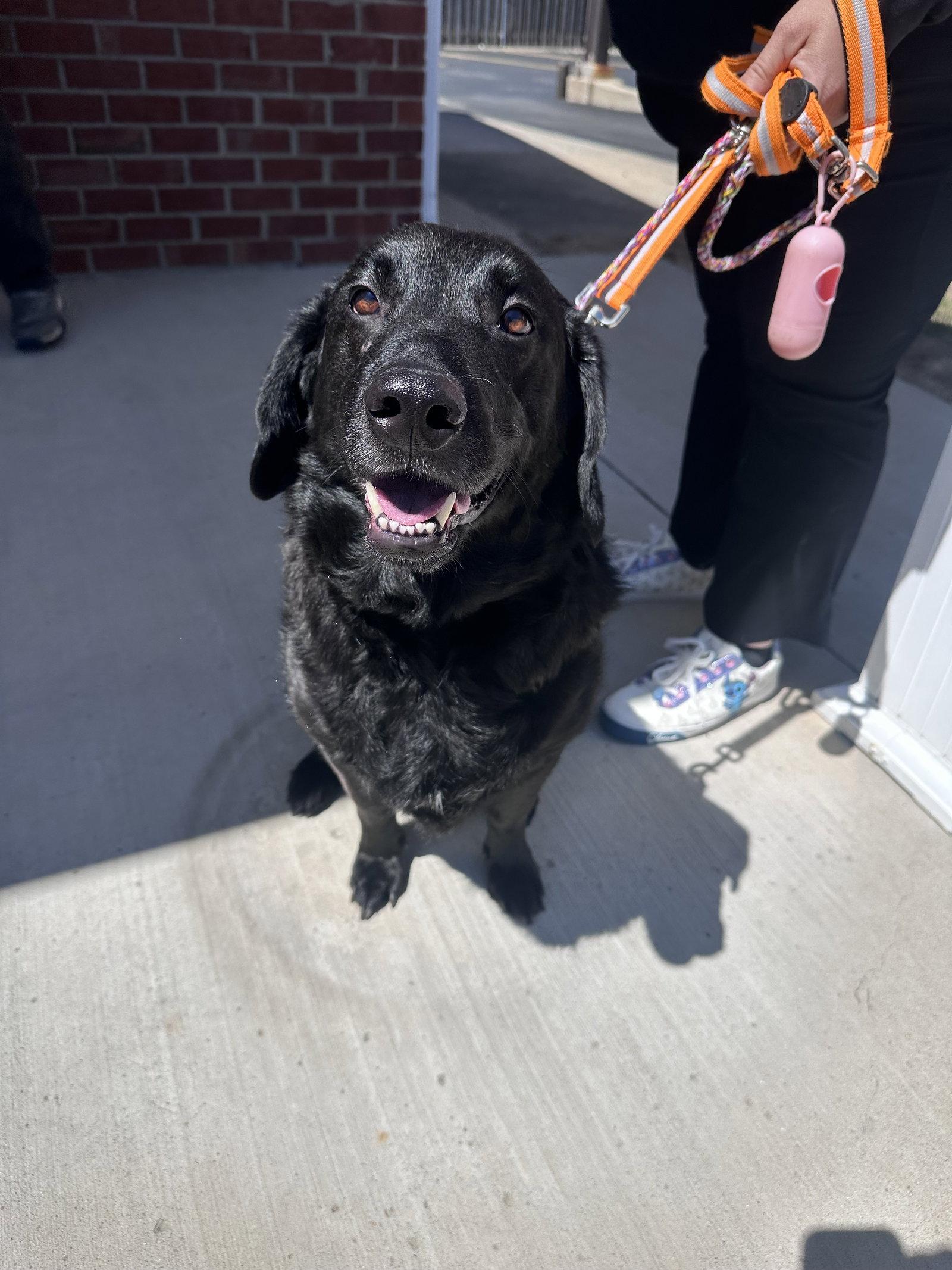 Enlarge Ozzy, a Adoptable Flat-Coated Retriever in Hillside, IL image 2/3