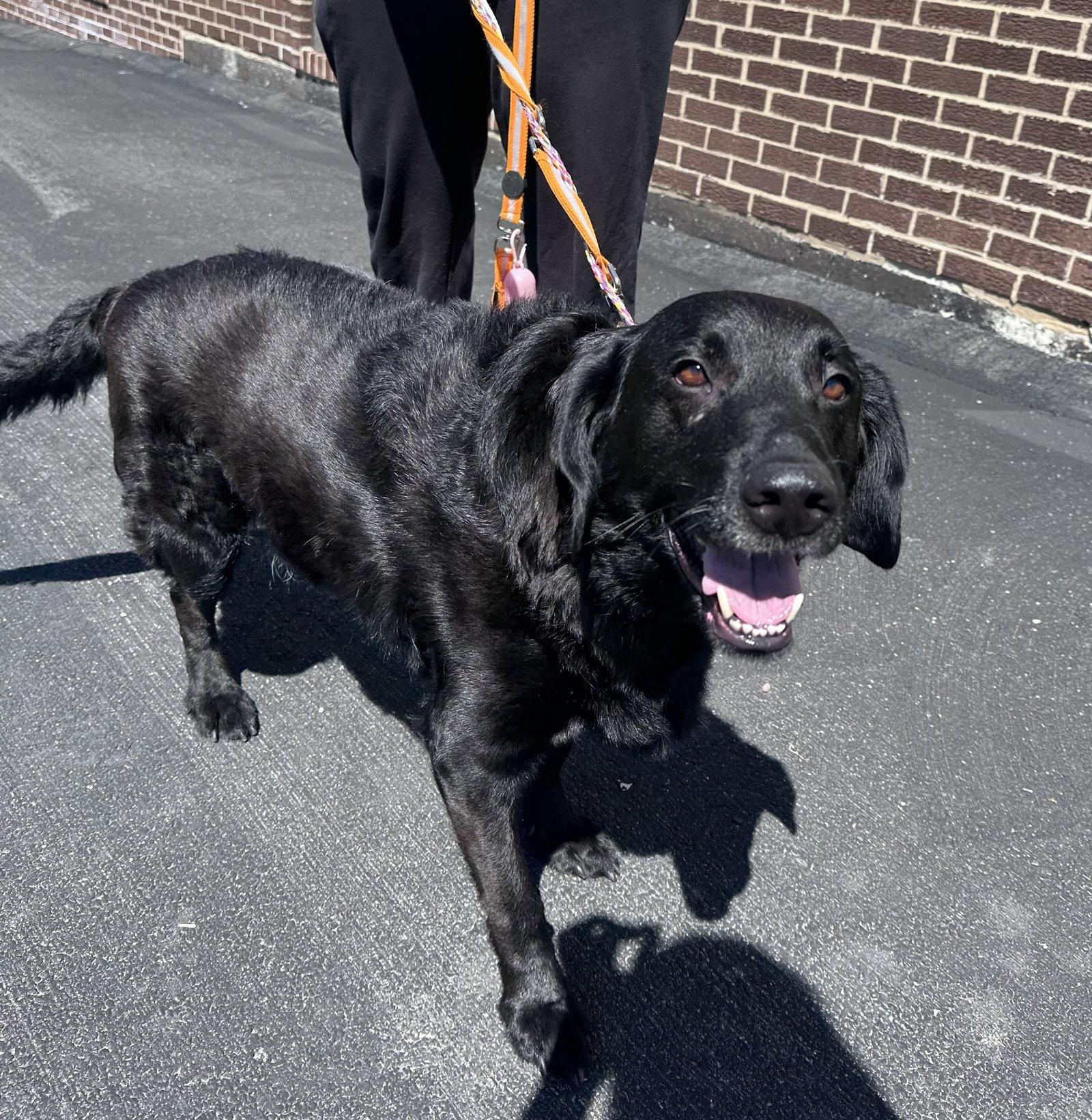 Enlarge Ozzy, a Adoptable Flat-Coated Retriever in Hillside, IL image 3/3
