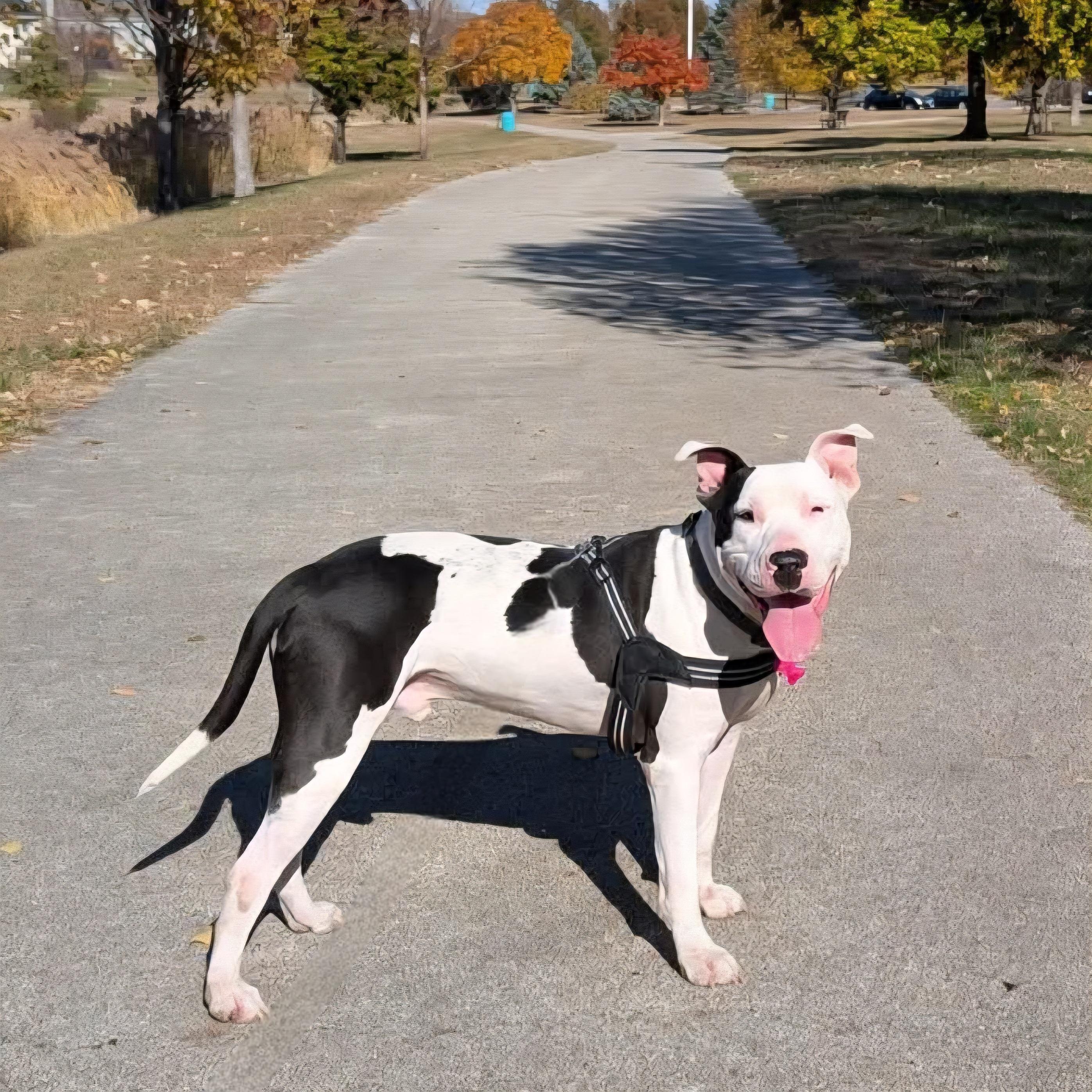 Diesel, a Adoptable mixed breed in Normal, IL image 4/6