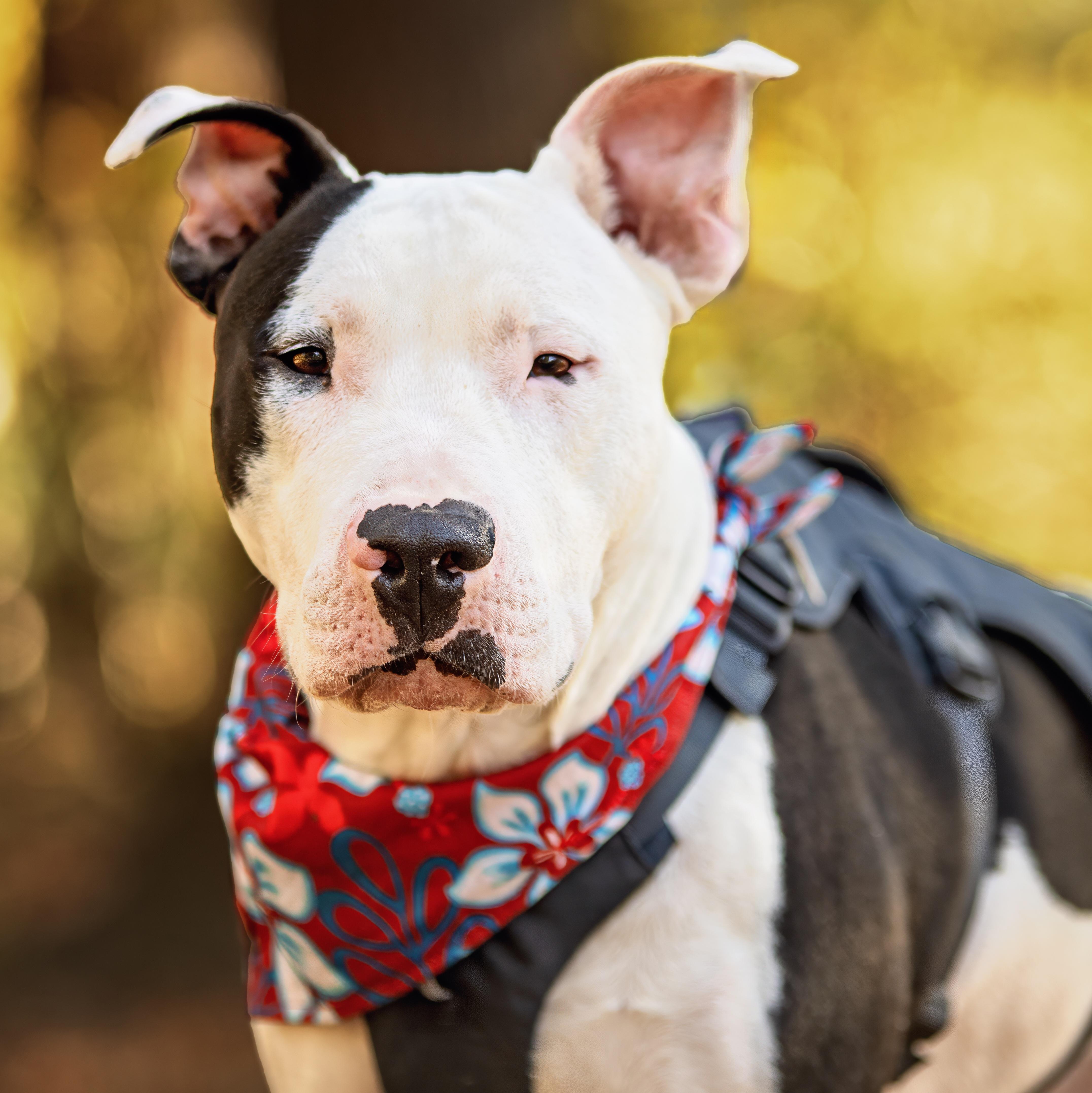 Diesel, a Adoptable mixed breed in Normal, IL image 1/6