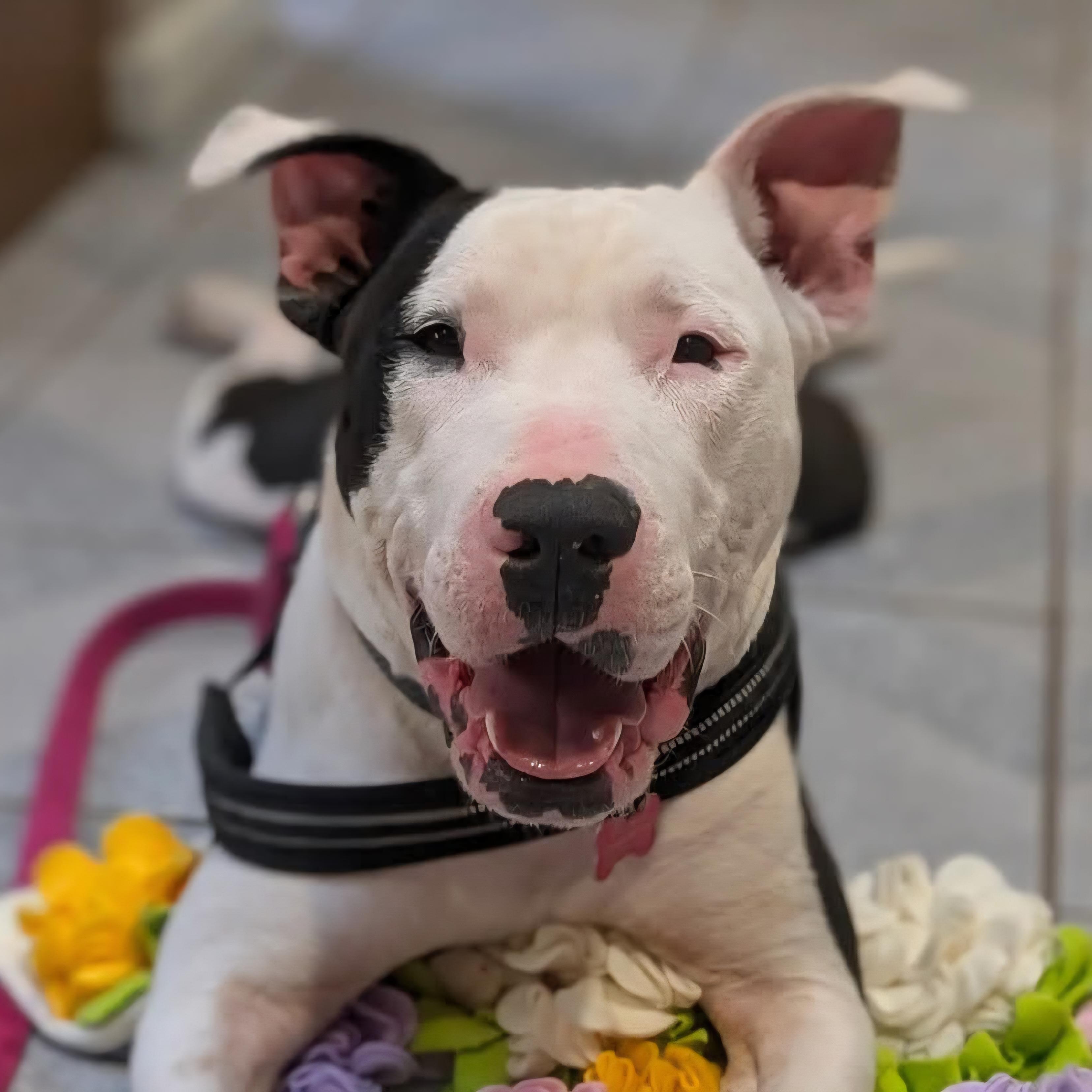 Diesel, a Adoptable mixed breed in Normal, IL image 3/6