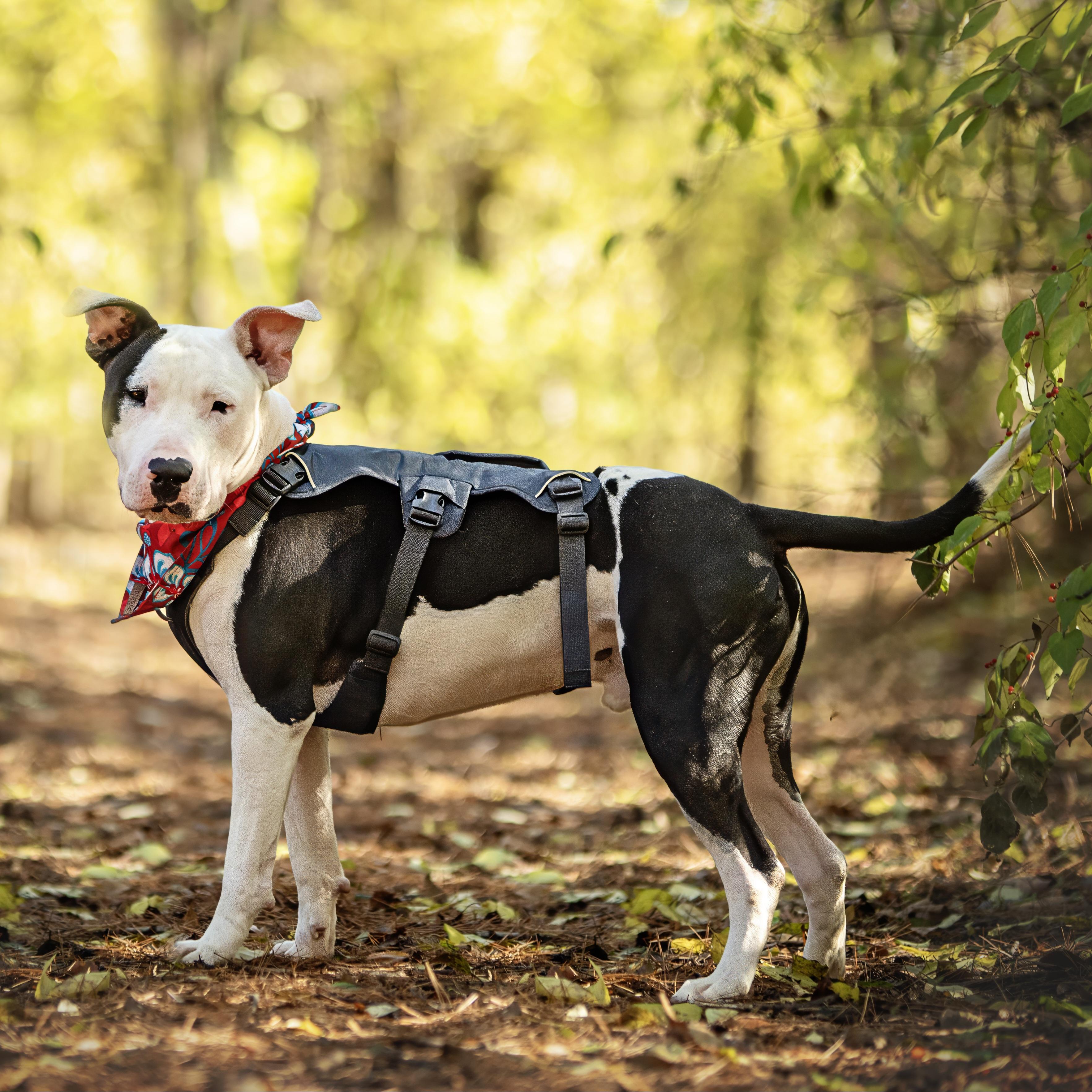 Diesel, a Adoptable mixed breed in Normal, IL image 2/6
