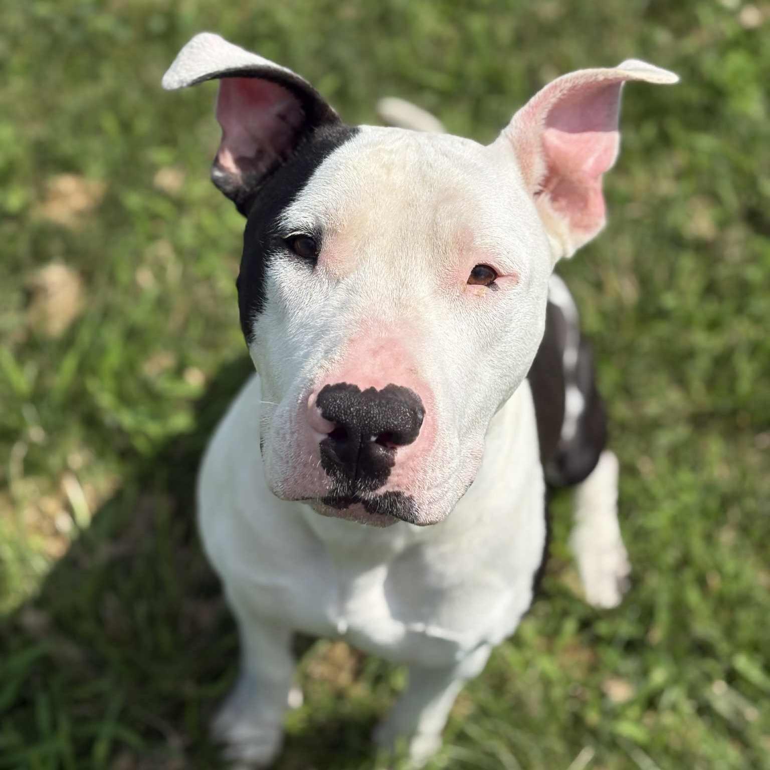 Diesel, a Adoptable mixed breed in Normal, IL image 5/6