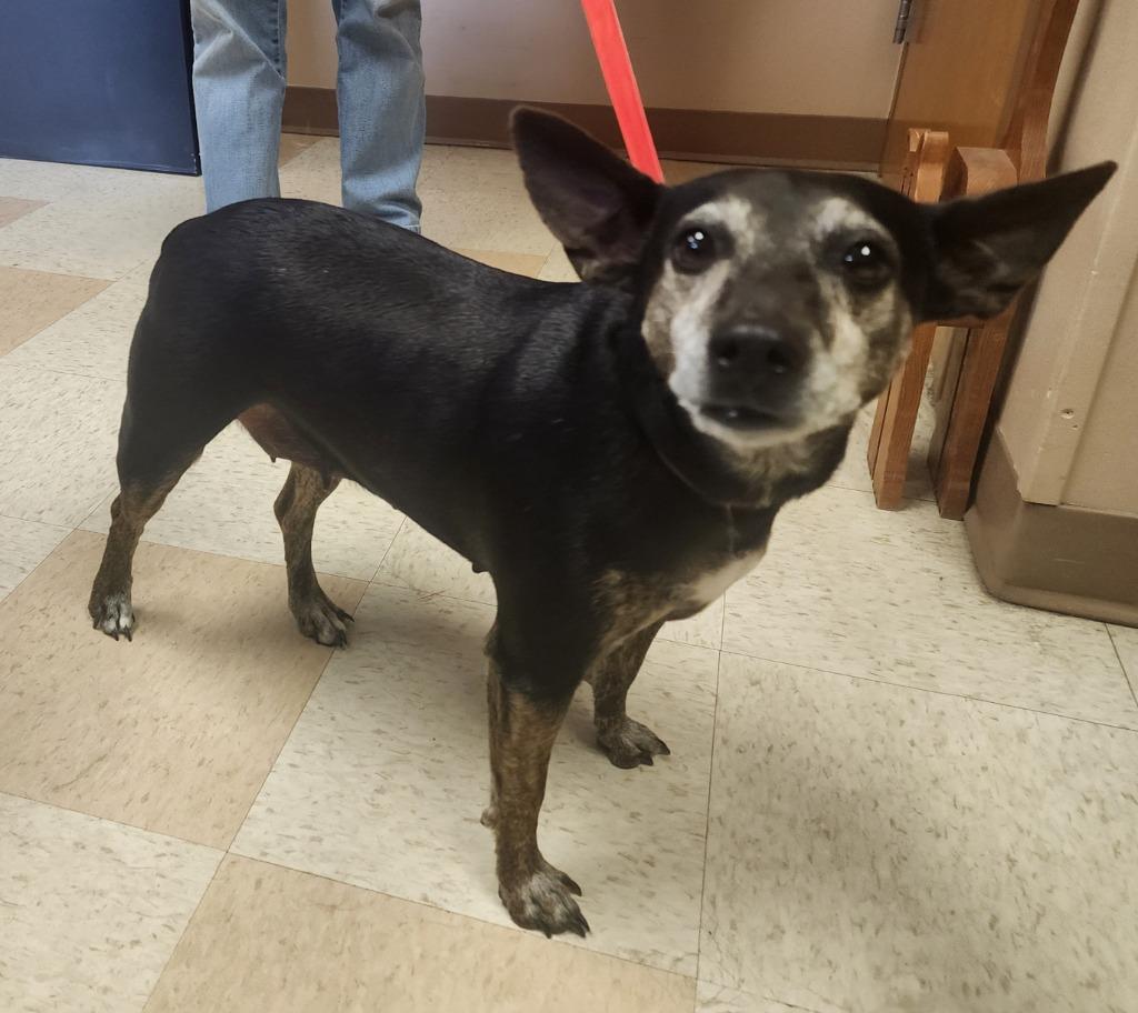 Enlarge Sylvie, a Adoptable Miniature Pinscher in Maumelle, AR image 1/1