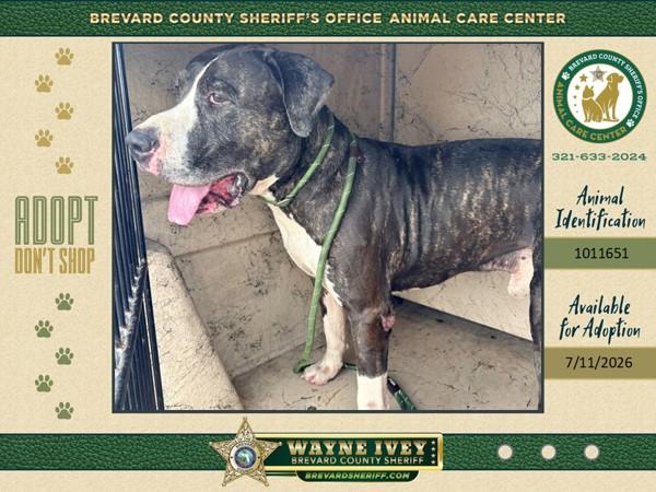 Enlarge Espresso, a Adoptable mixed breed in Melbourne, FL image 1/1