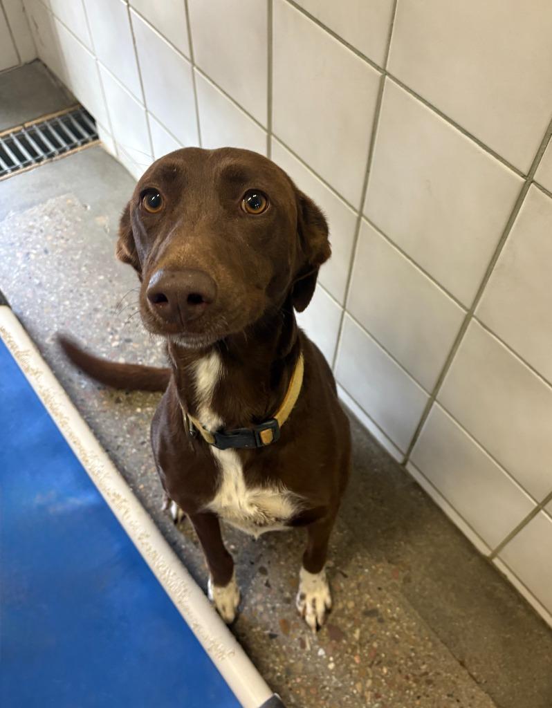 Nova, Adoptable, Adult Female Border Collie & German Shorthaired Pointer.